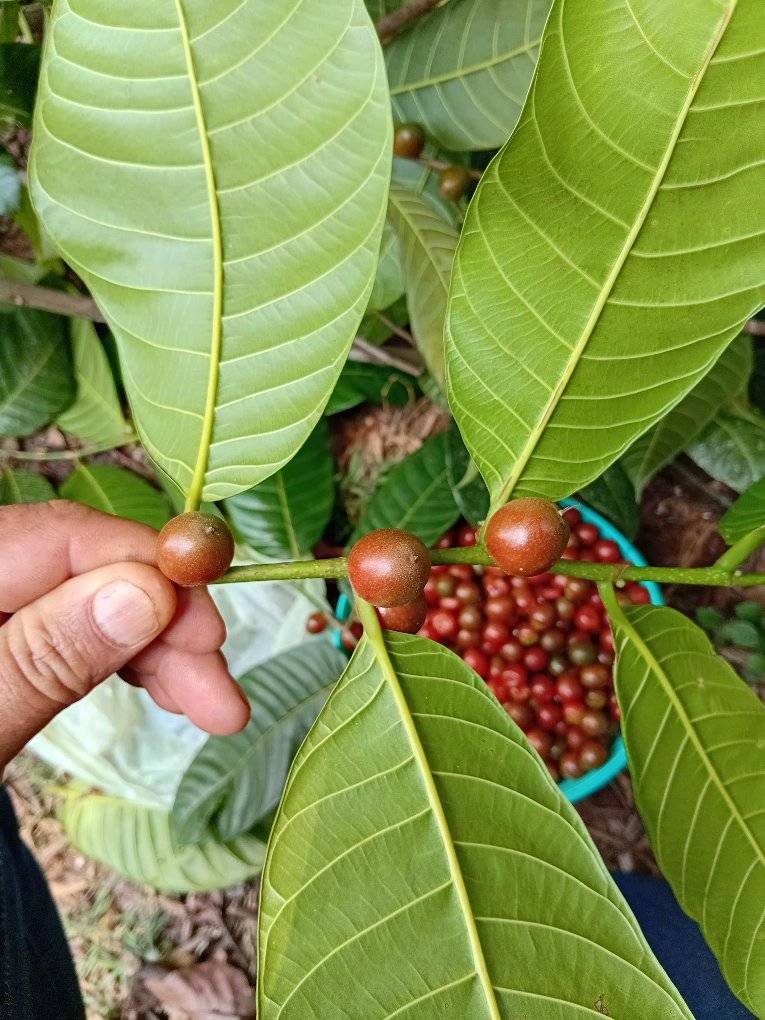 Pseudolmedia sp Amazonas  - 1 fresh seed / 1 frischer Samen