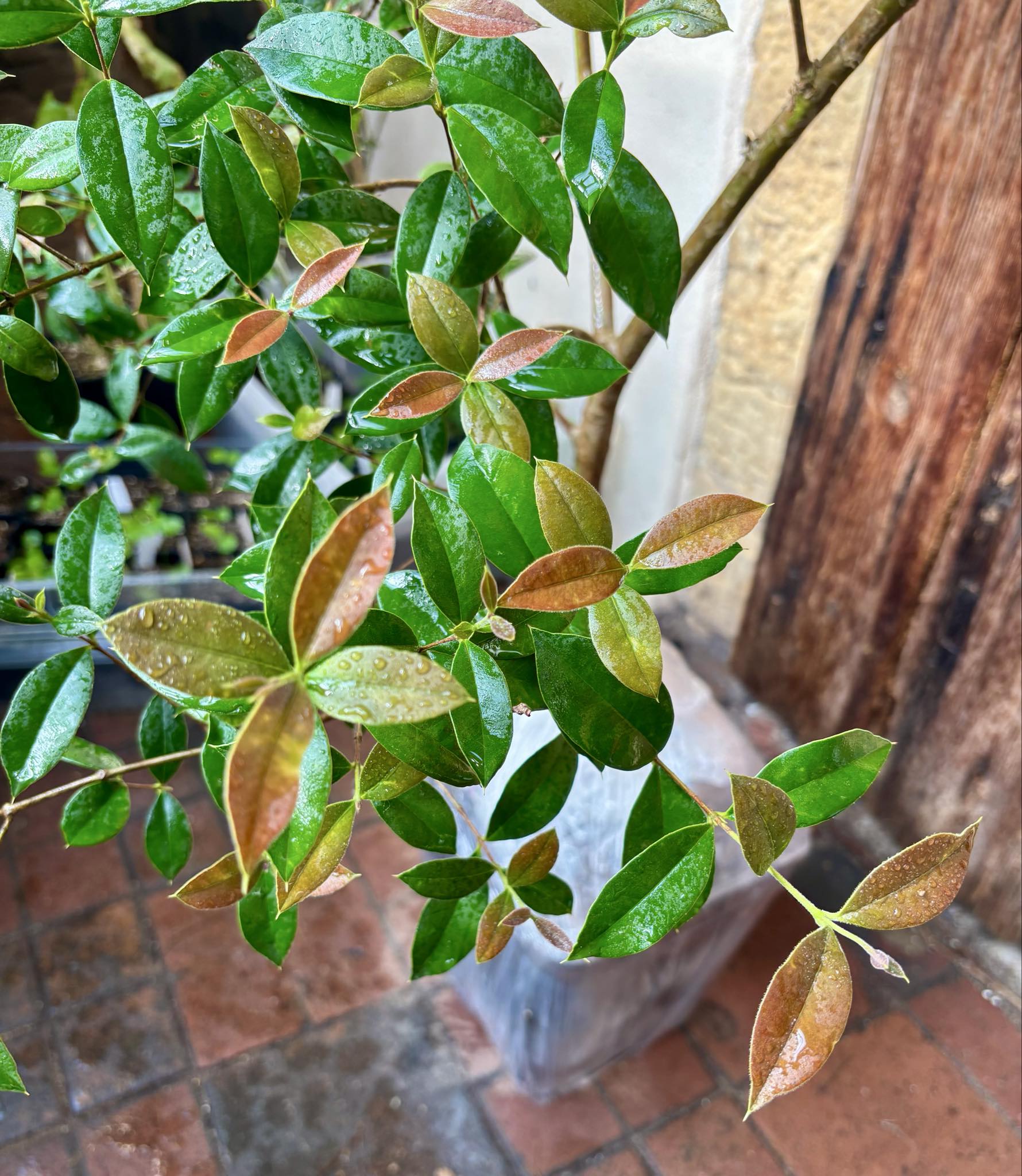 9 years old - Guabiju (Myrcianthes pungens) - 1 potted plant / 1 getopfte Pflanze
