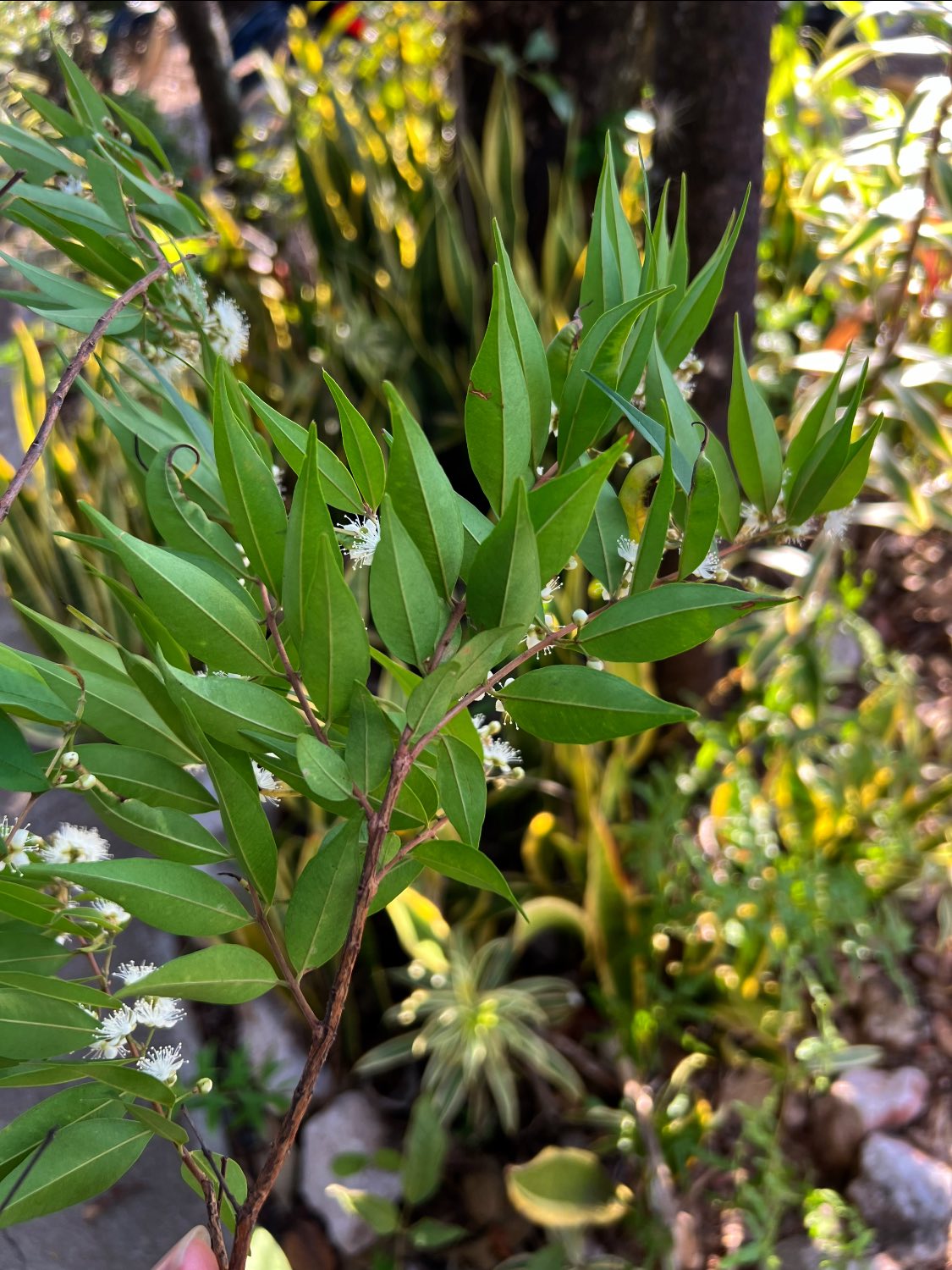 Pre Order - Cambui do Rio Parnaiba (Eugenia biflora) -  1 fresh seed / 1 frischer Samen