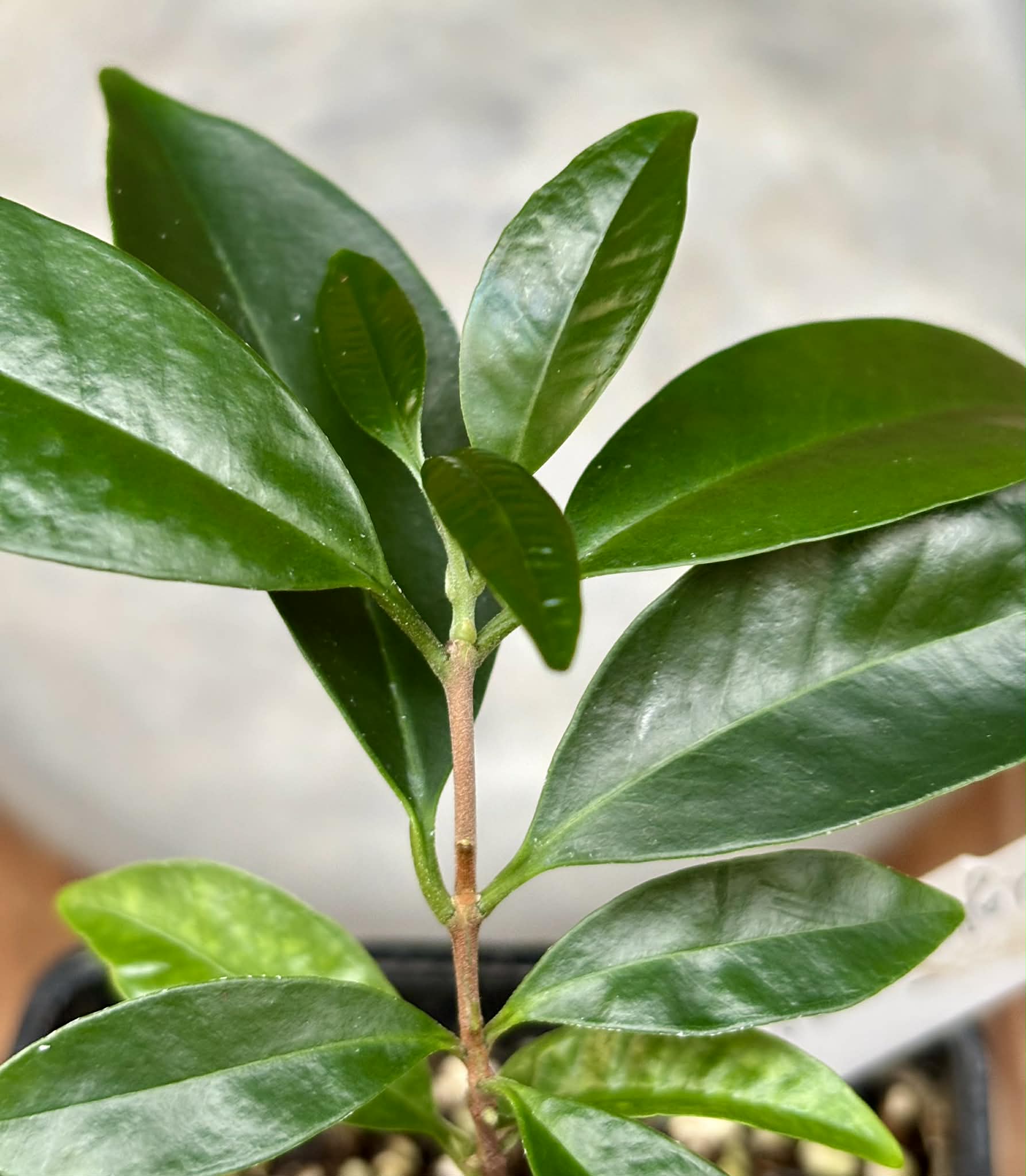 Eugenia cerasiflora - 1 potted plant - 1 getopfte Pflanze