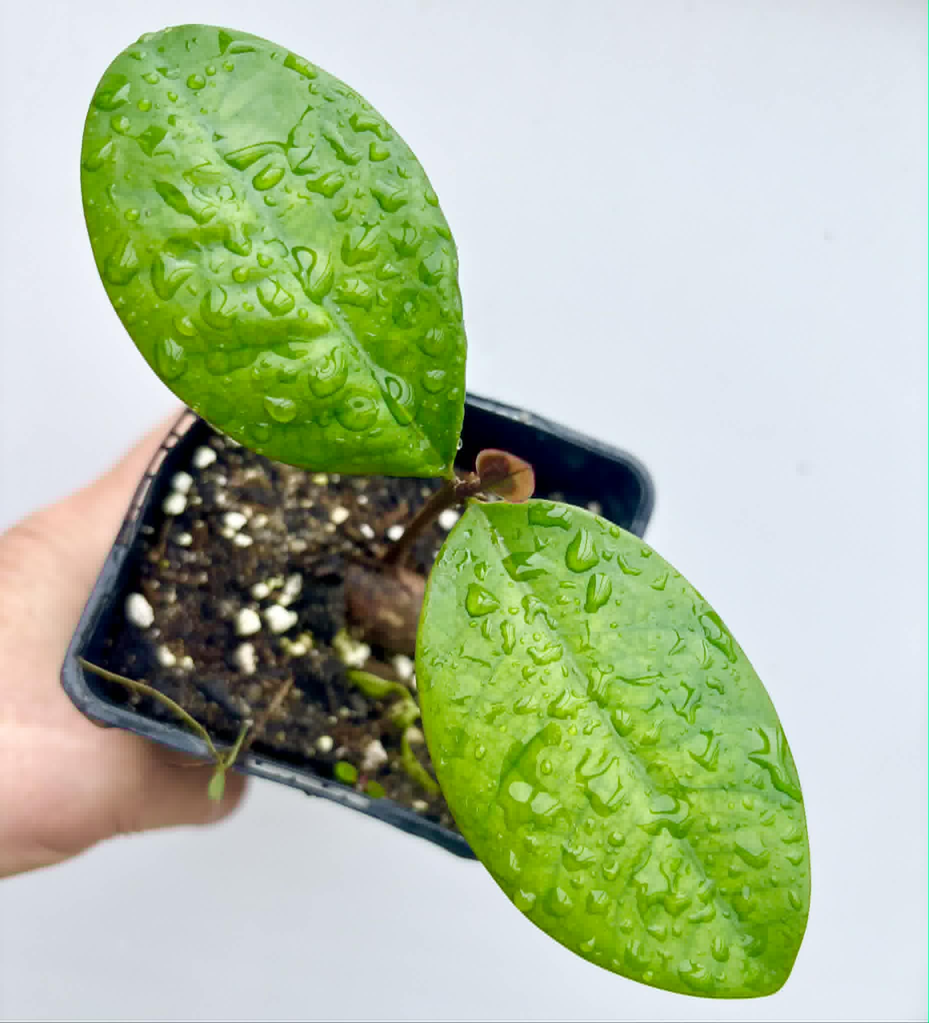 Eugenia sp Essencia negra - 1 potted seedling / 1 getopfter Sämling