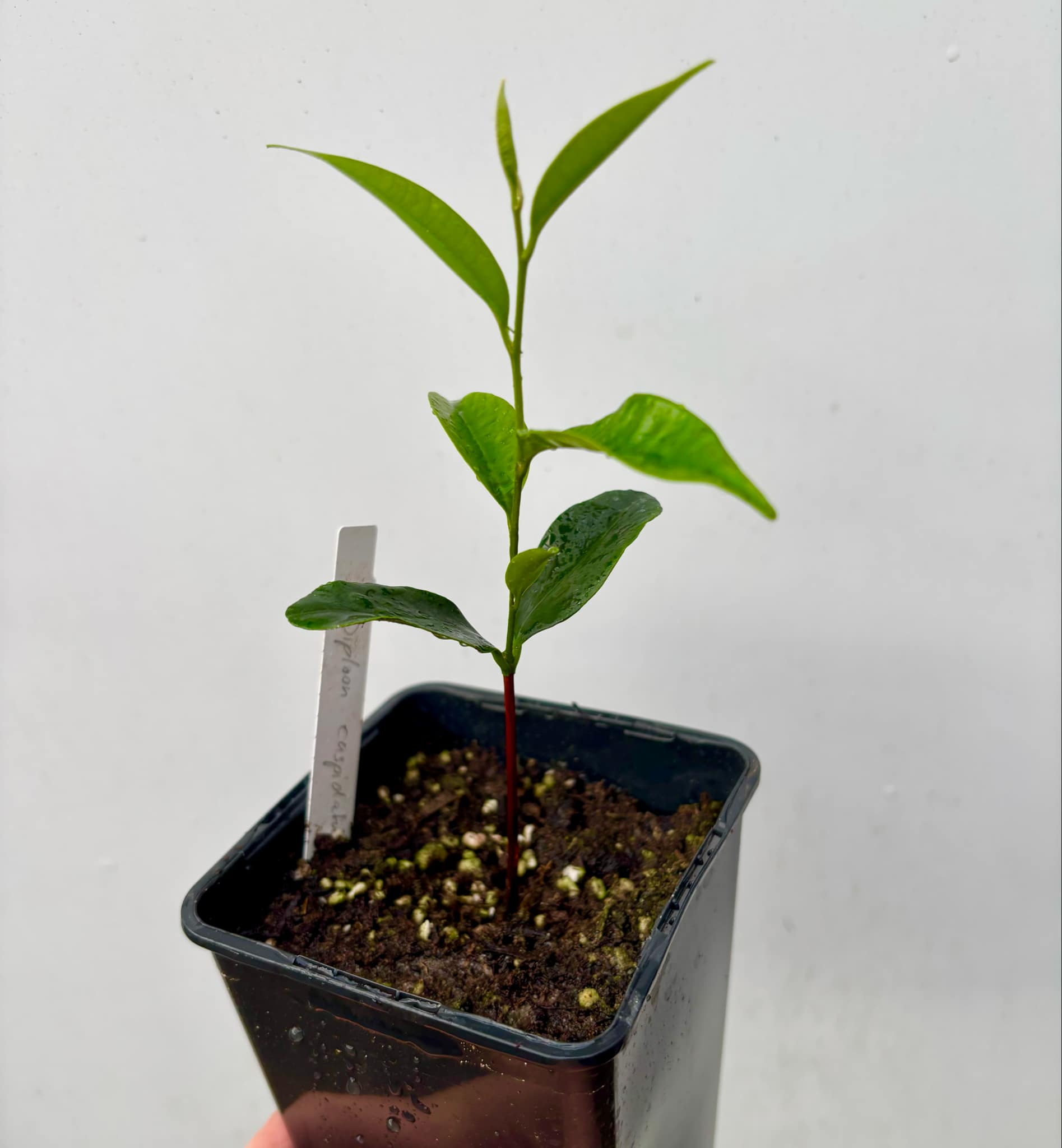 Diploon cuspidatum  -  1 small potted seedling / 1 kleiner, getopfter Sämling
