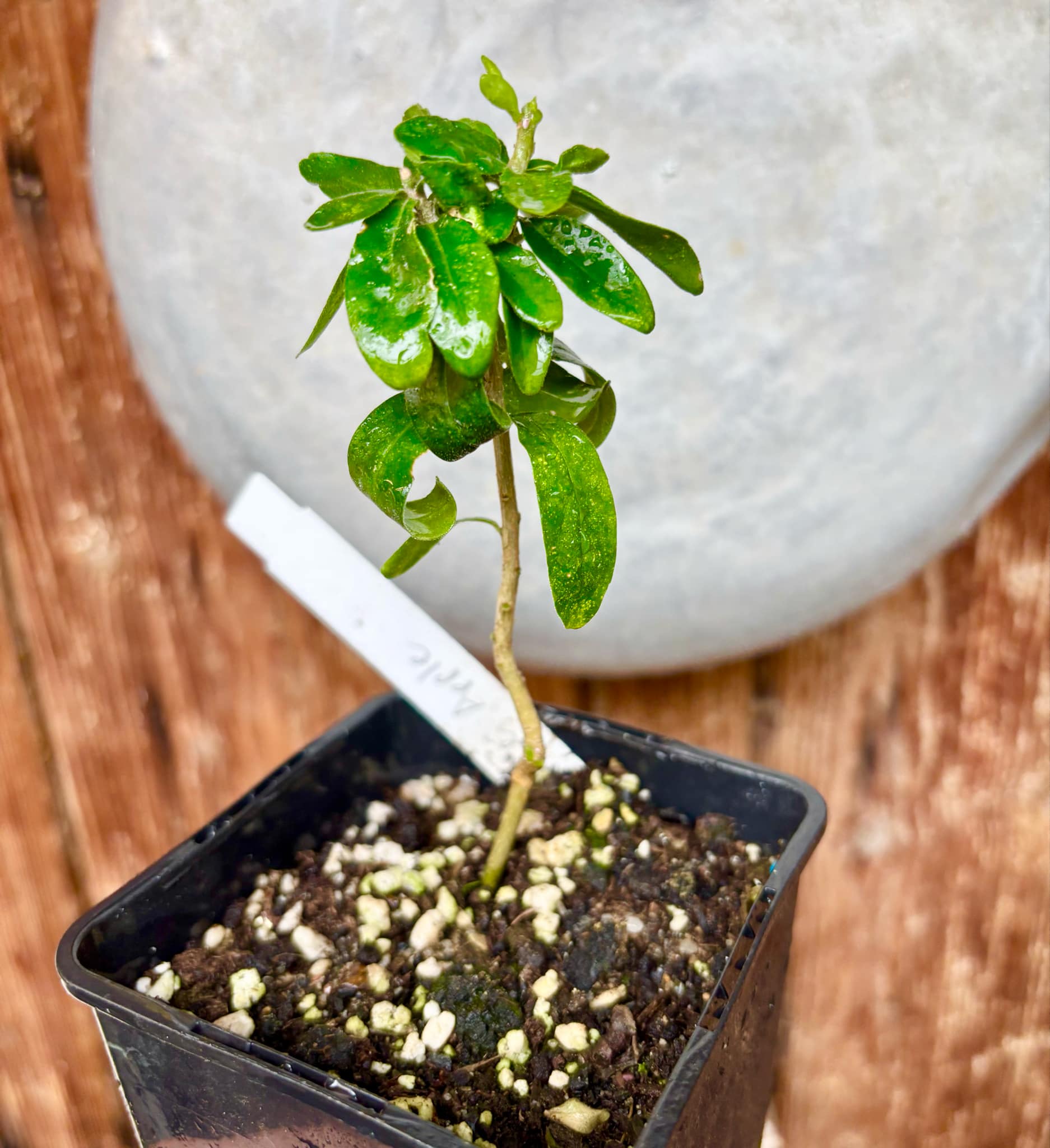 Kei Apple (Dovyalis caffra) Nr. 6 - 1 potted plant / 1 getopfte Pflanze Kei Apple (Dovyalis caffra) Nr. 6 - 1 potted plant / 1 getopfte Pflanze