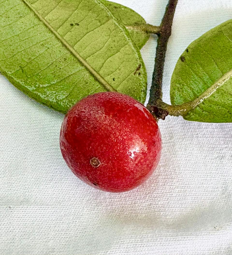 Myrciaria sp Ibirapitanga -  1 germinated seed / 1 gekeimter Samen