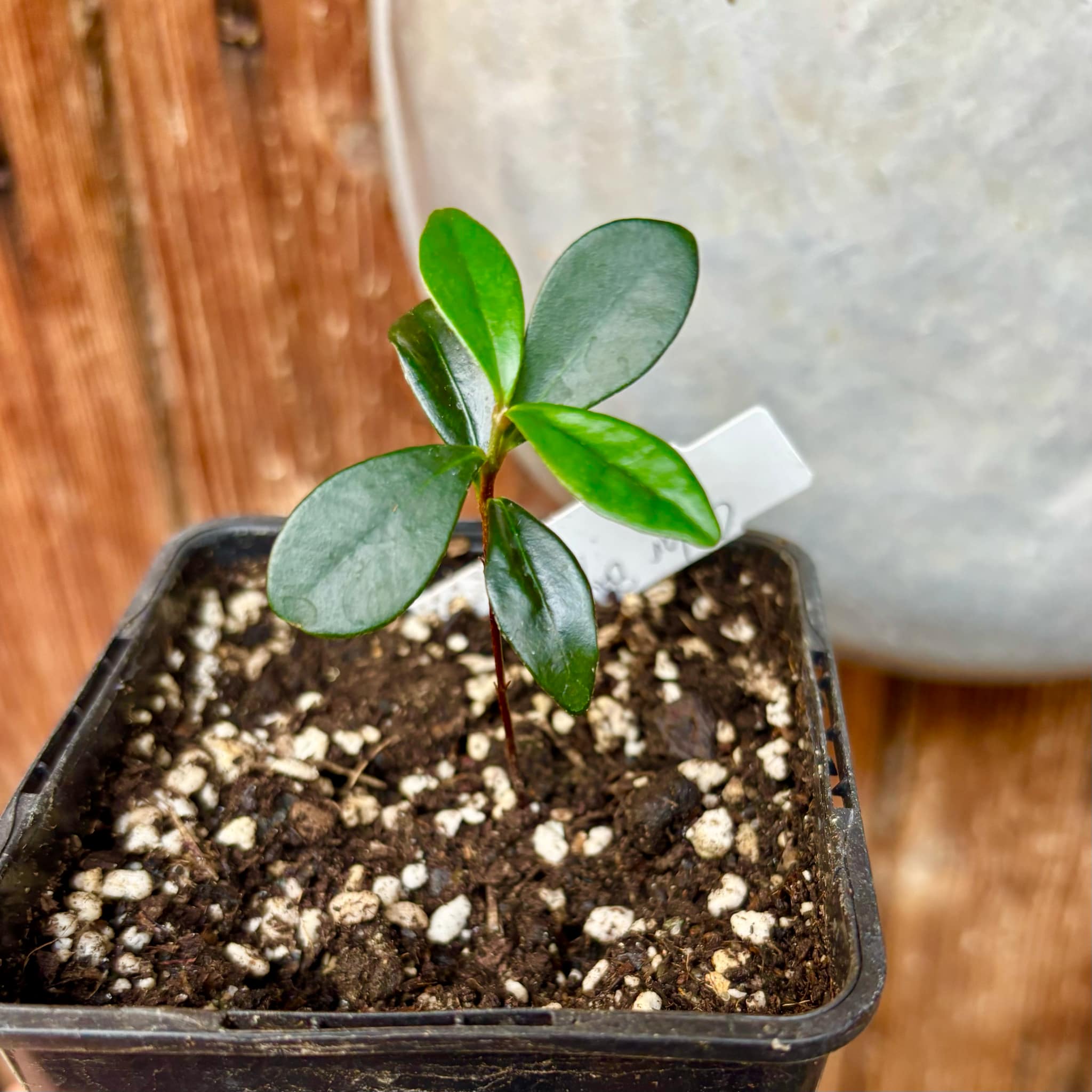 the Eugenia from Australia - Eugenia reinwardtiana - Cedarbay Cherry -  1 small potted seedling / 1 kleiner, getopfter Sämling