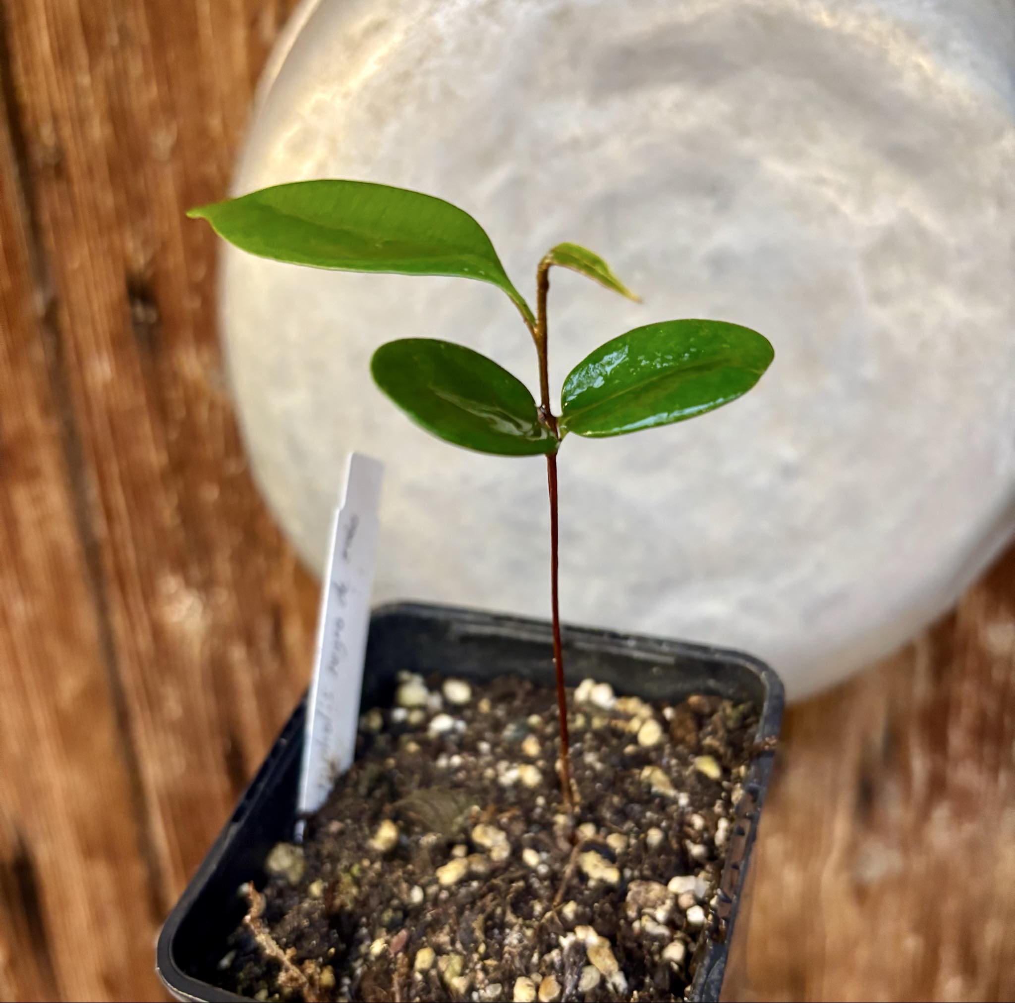 only one plant - Micropholis sp Negro de Cabo  -  1 potted seedling / 1 getopfter Sämling only one plant - Micropholis sp Negro de Cabo  -  1 potted seedling / 1 getopfter Sämling
