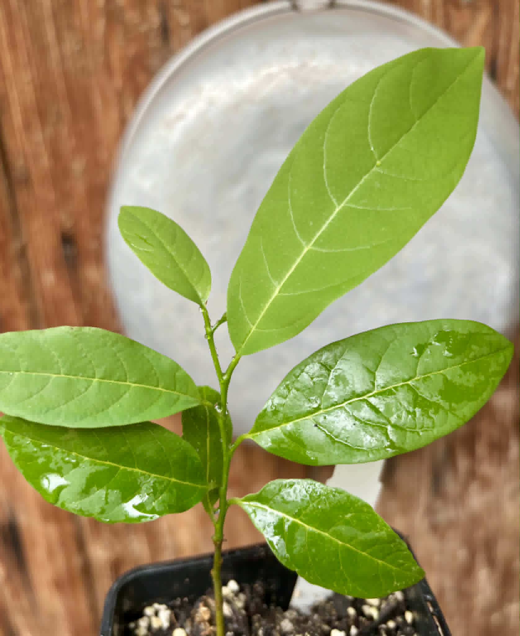 Annona emarginata - 1 potted plant / 1 getopfte Pflanze