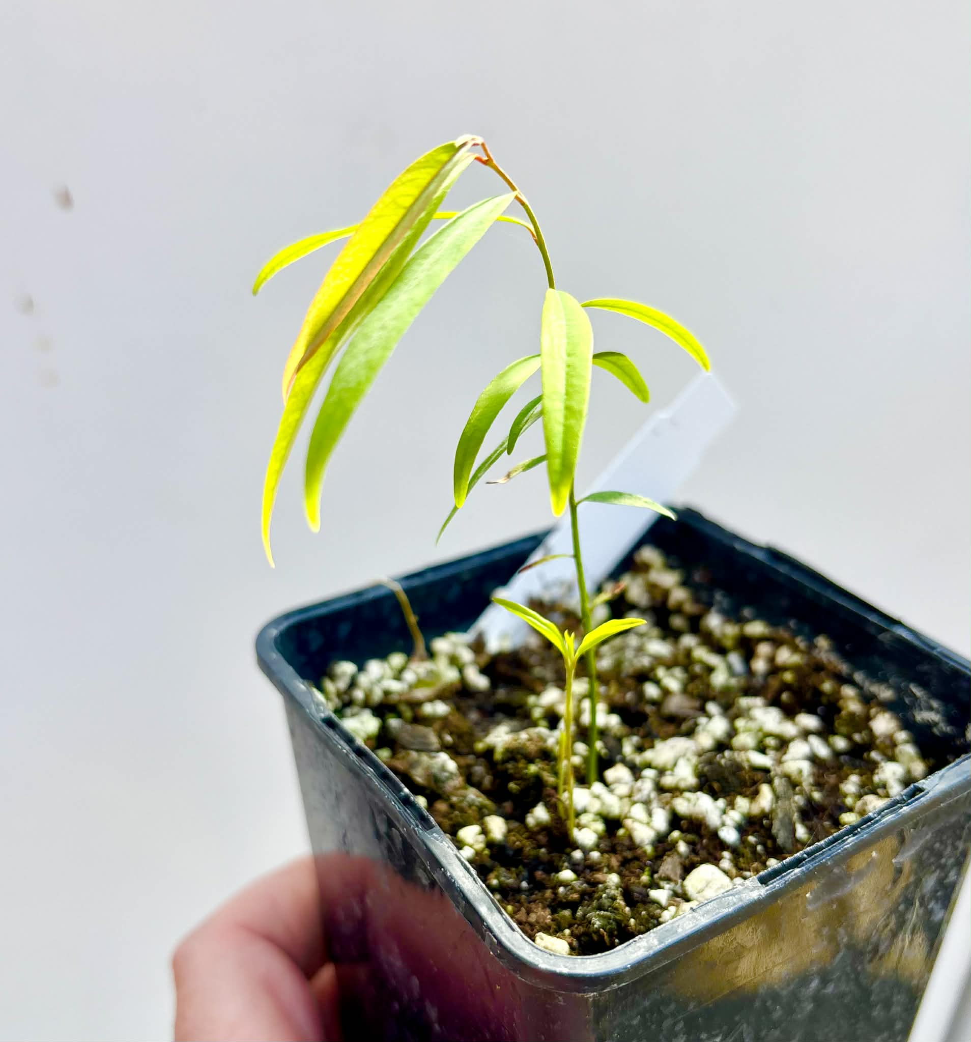Rumdol (Sphaerocoryne lefevrei) - 1 potted seedling / 1 getopfter Sämling
