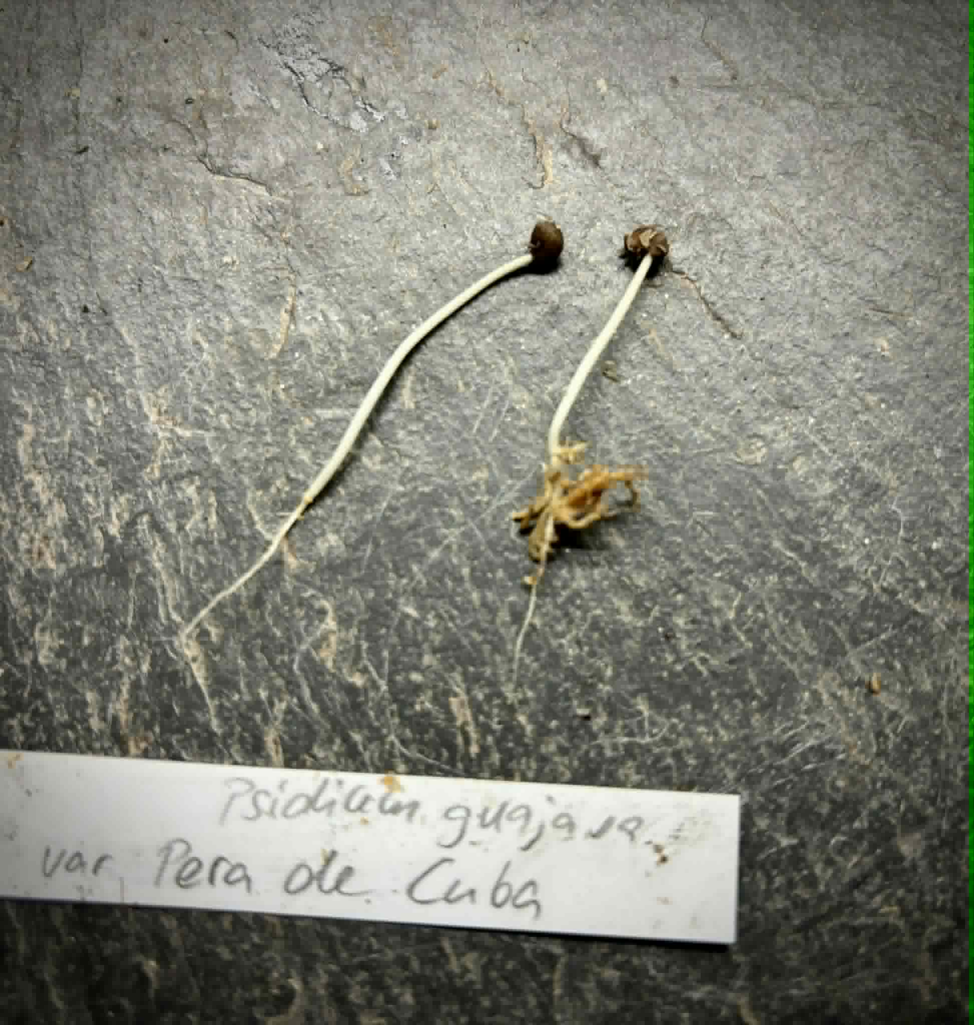 Psidium sp Cuba - 1 germinated seed / 1 gekeimter Samen