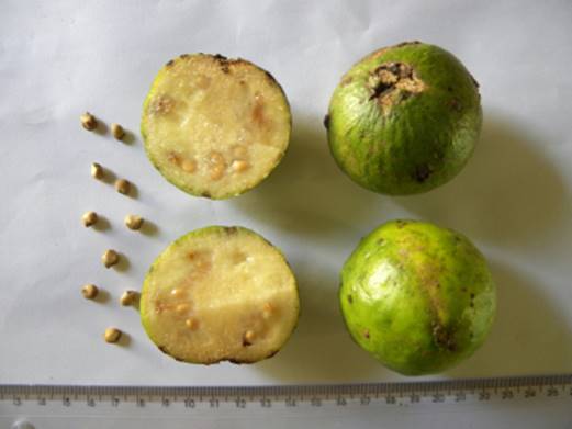 ARAÇA-AÇU (Psidium arboreum)  - 1 potted seedling / 1 getopfter Sämling