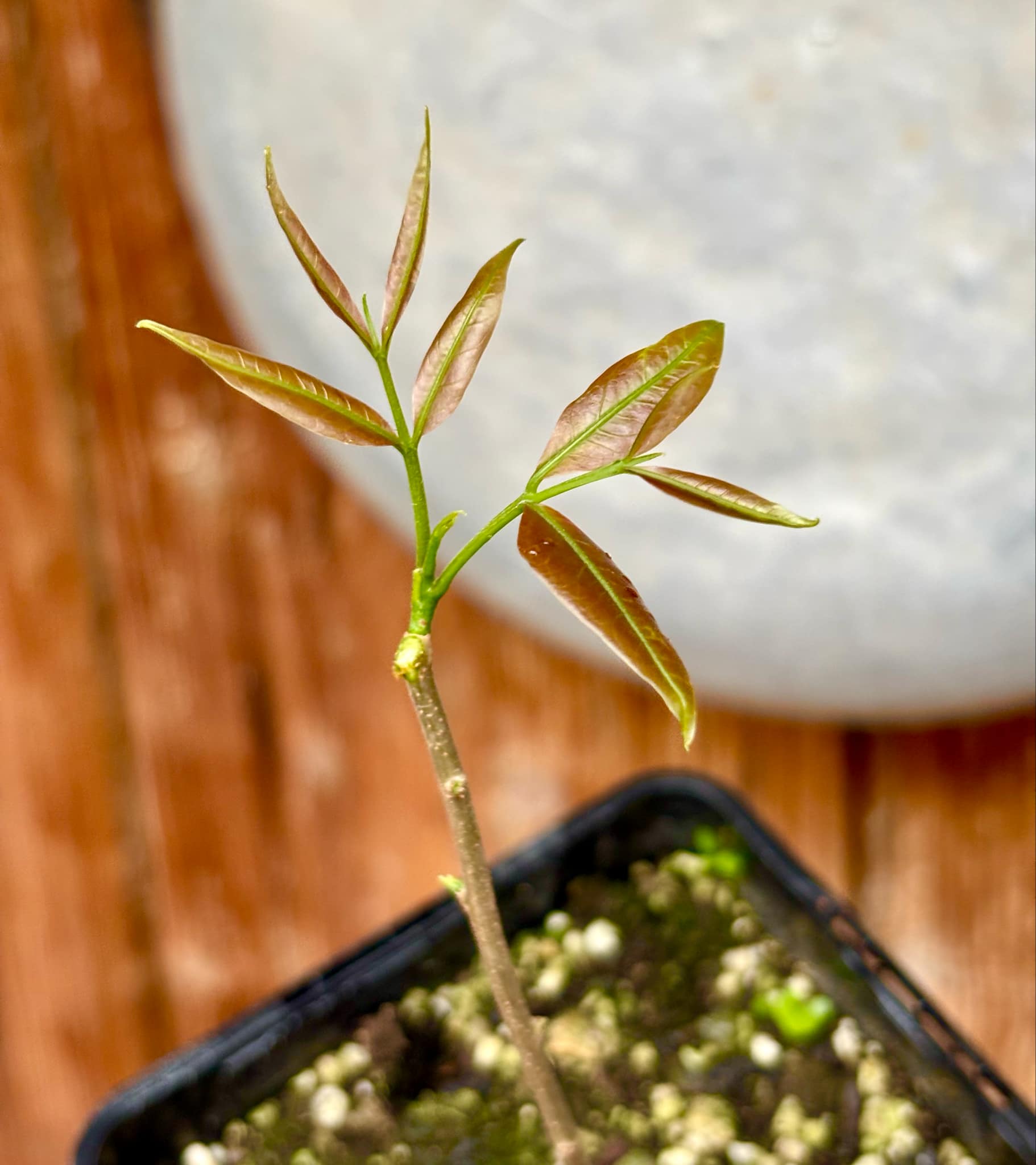 Talisia esculenta - Pitomba do Nordeste - 1 potted plant / 1 getopfte Pflanze 
