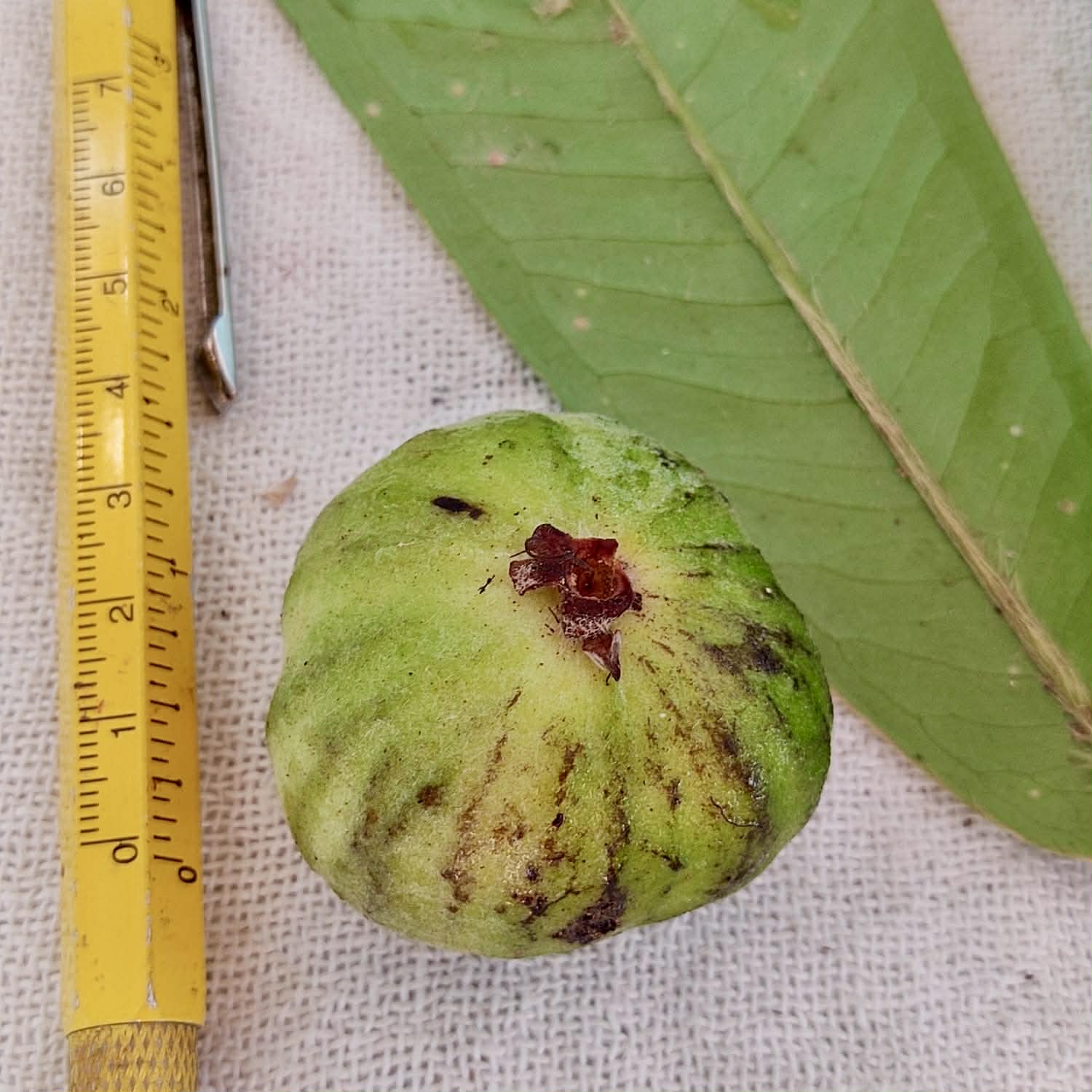 only 3 seeds available - Pre-Order - Plinia rara Costata Camacan - 1 fresh seed / 1 frischer Samen