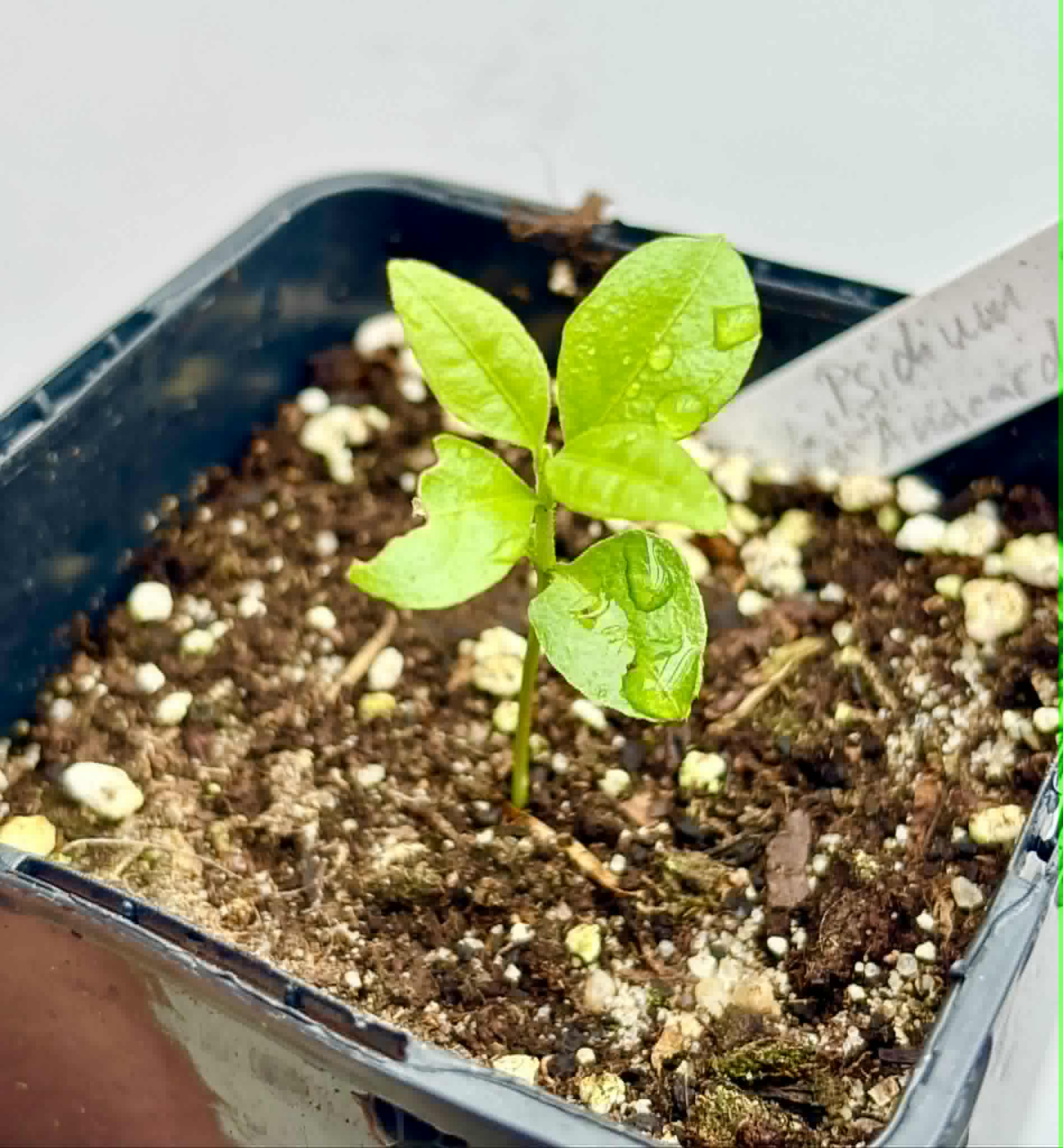 Psidium sp Anacardium -  1 potted seedling / 1 getopfter Sämling