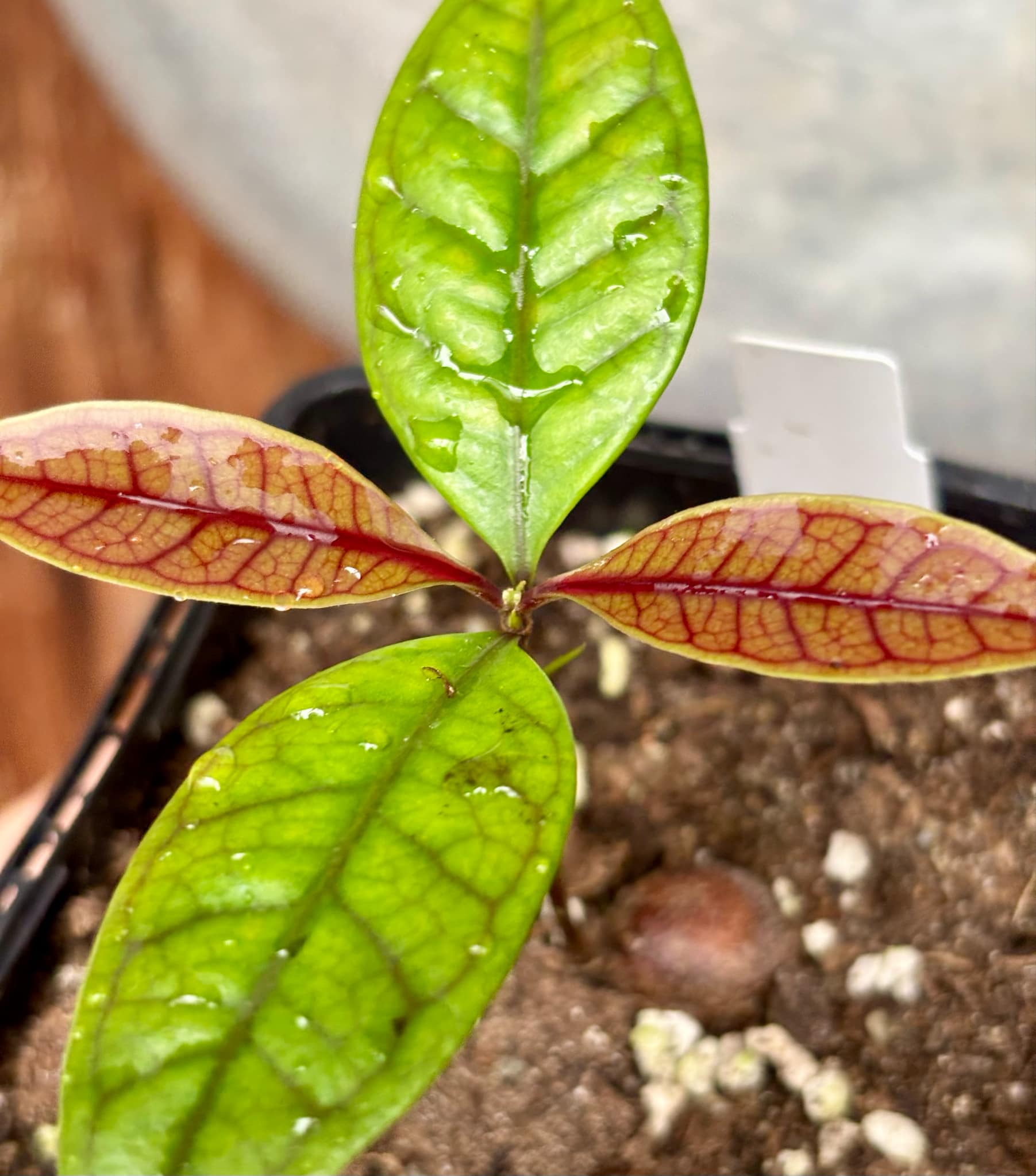 Eugenia sp de Talo -  1 small potted seedling / 1 kleiner, getopfter Sämling