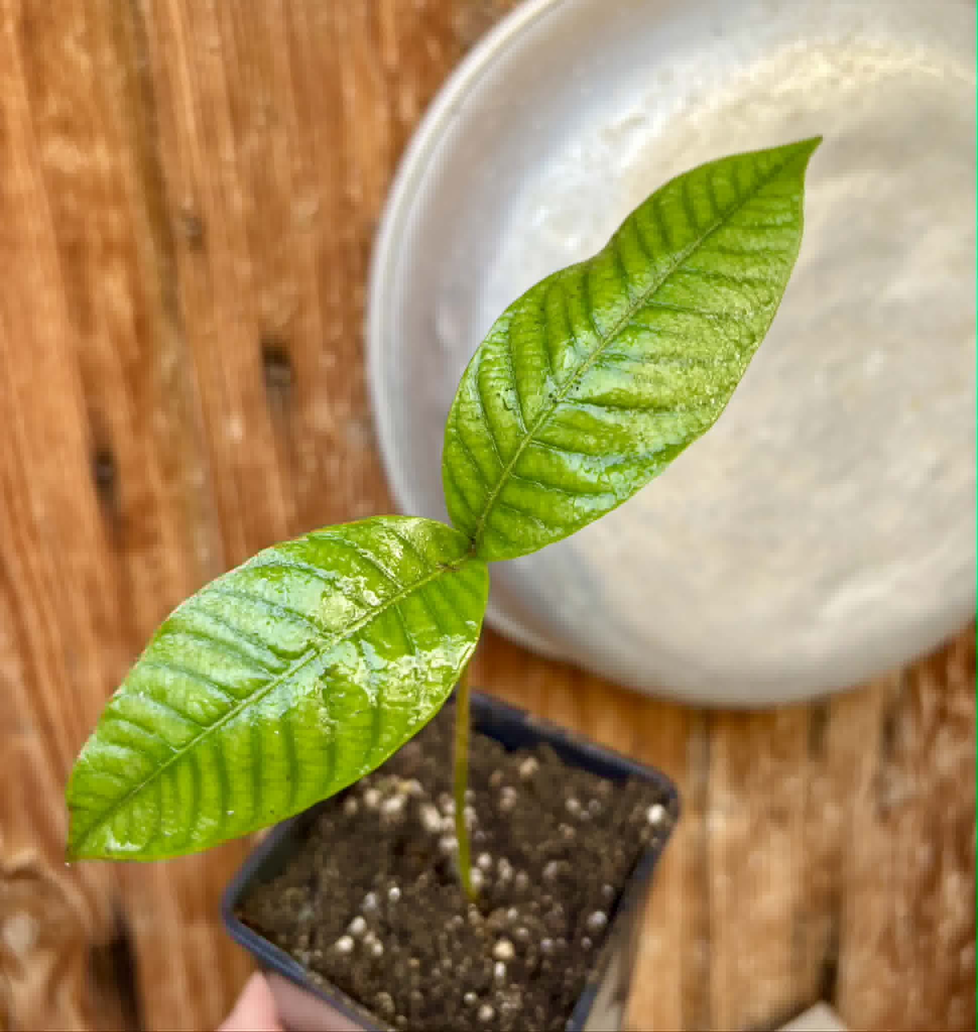 Ecclinusa sp Doce - 1 potted seedling / 1 getopfter Sämling