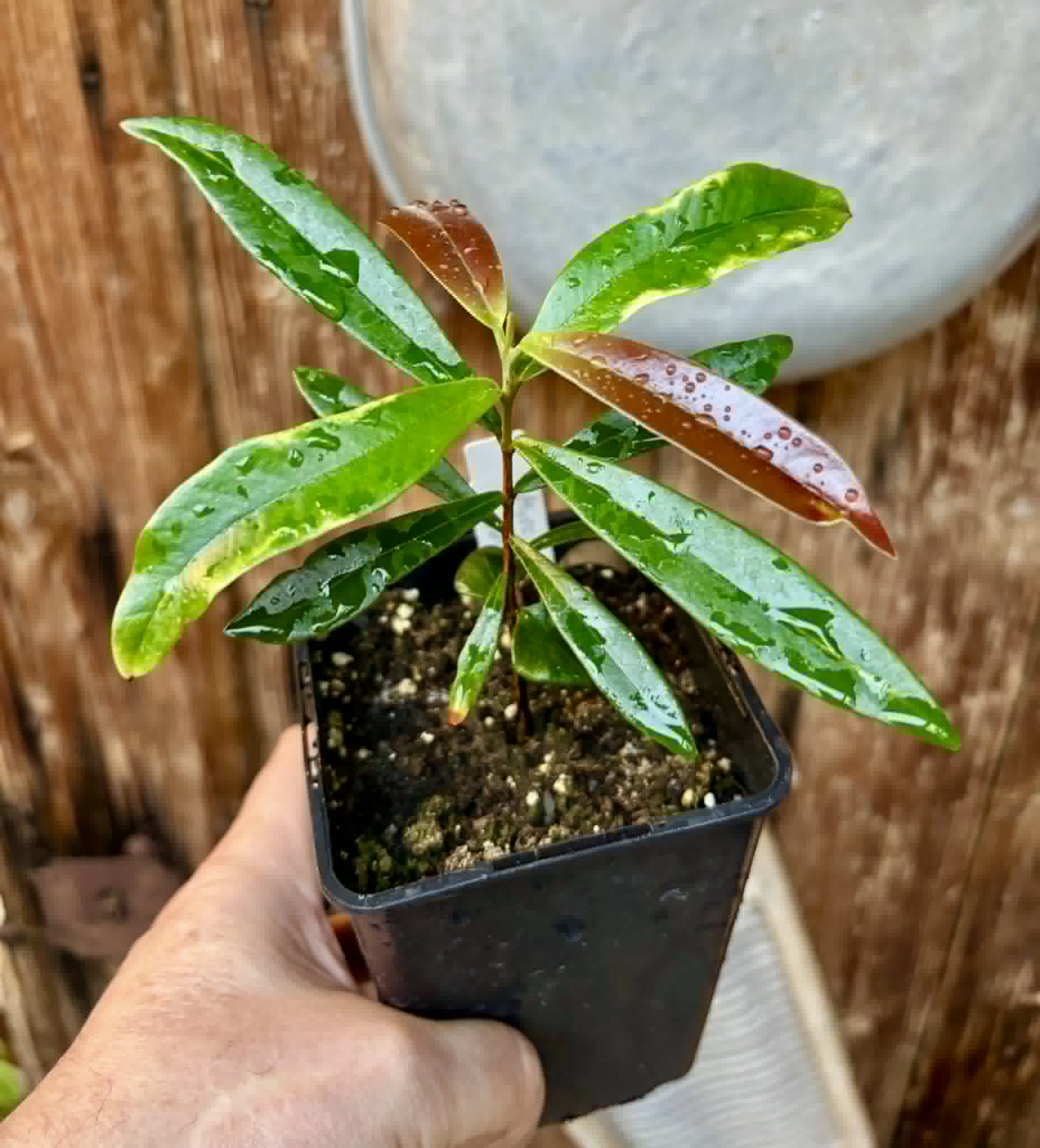 Myrcia luschnathiana -  1 potted seedling / 1 getopfter Sämling