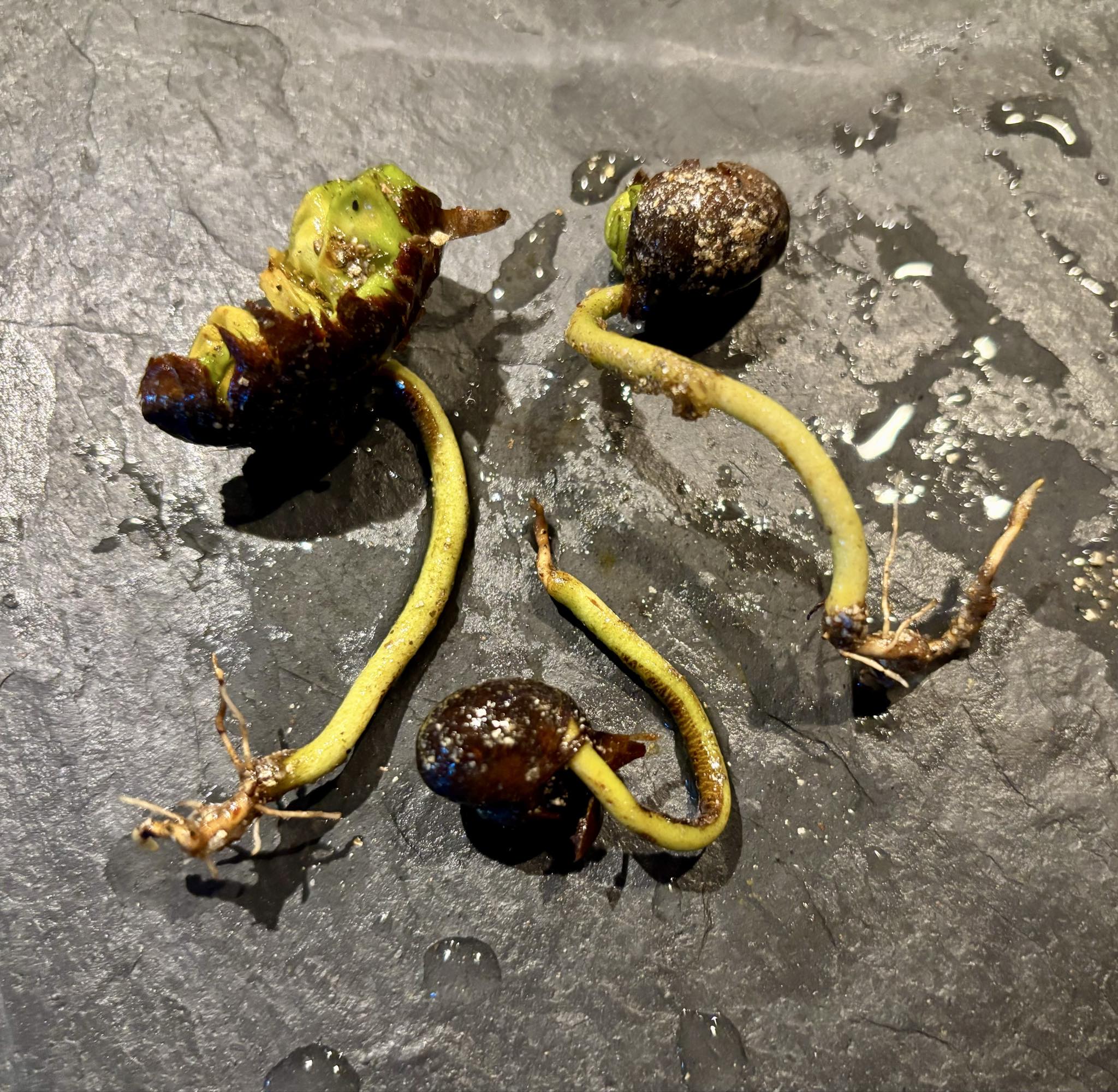 Myrcia sp ultra big - 1 germinated seed / 1 fgekeimter Samen Myrcia sp ultra big - 1 germinated seed / 1 fgekeimter Samen