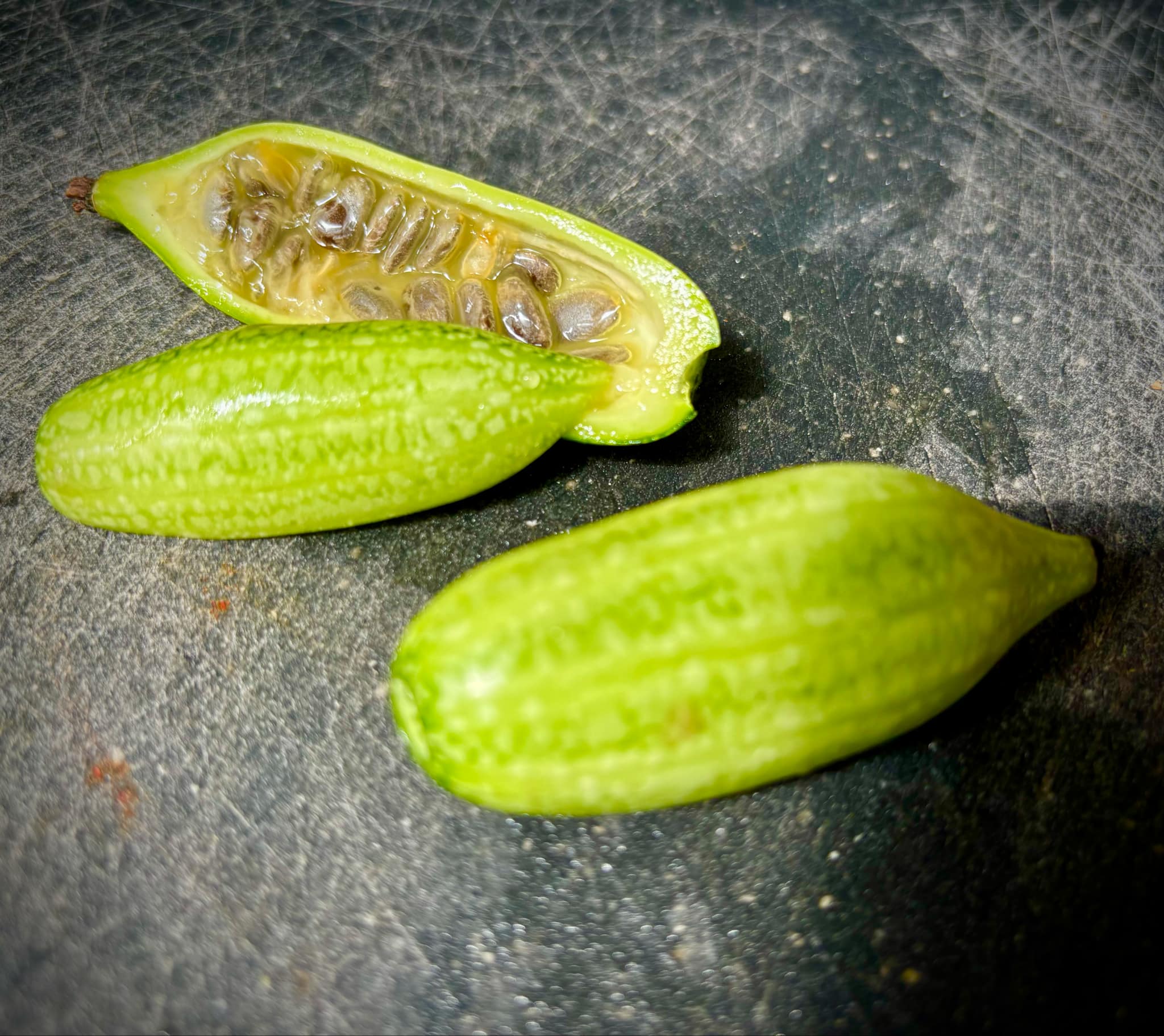 Psiguria umbrosa - 1 germinated seed / 1 gekeimter Samen Psiguria umbrosa - 1 germinated seed / 1 gekeimter Samen