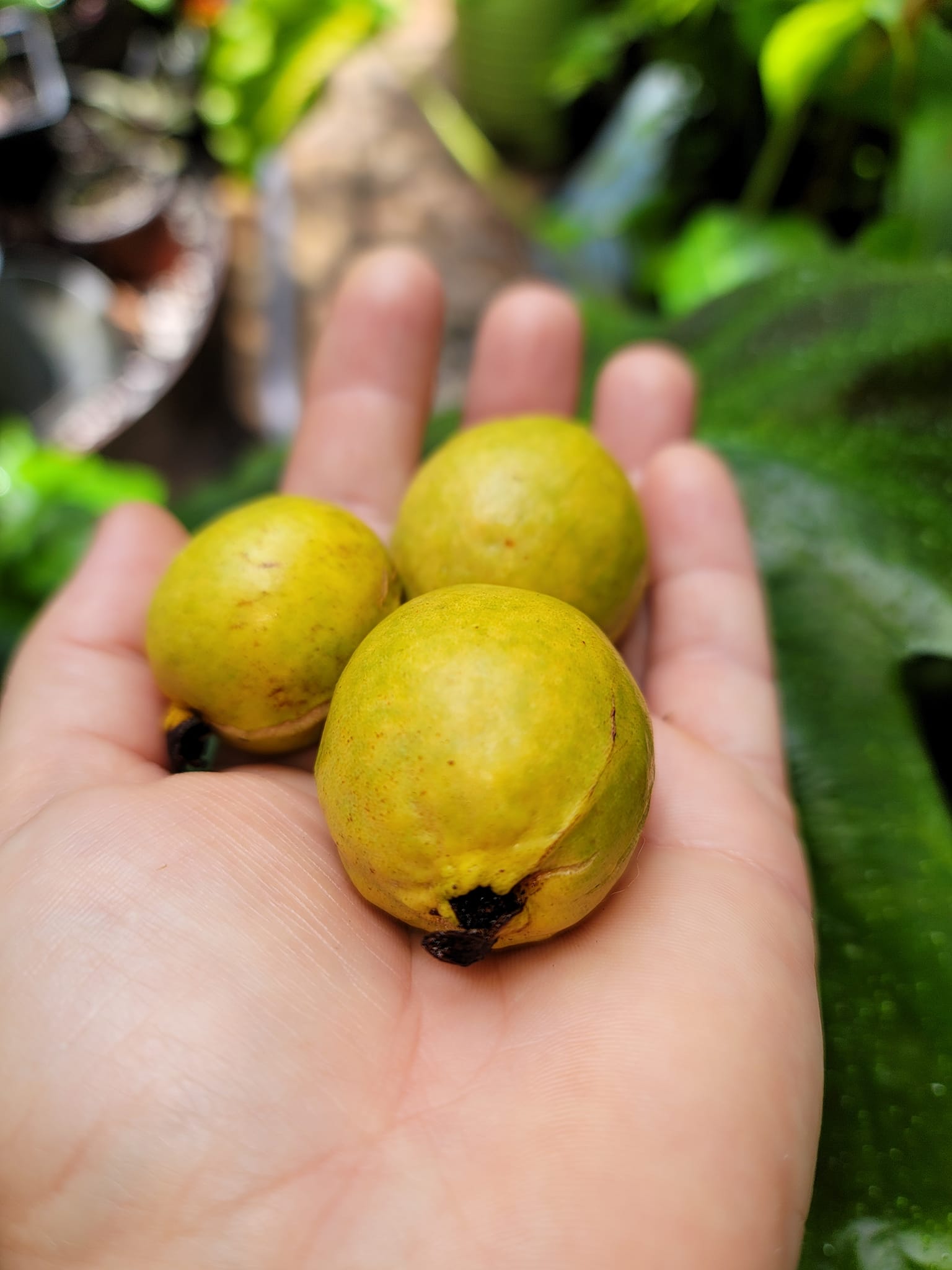 Narrow Leaf Guava (Psidium striatulum)  - 3 fresh seeds / 3 frische Samen