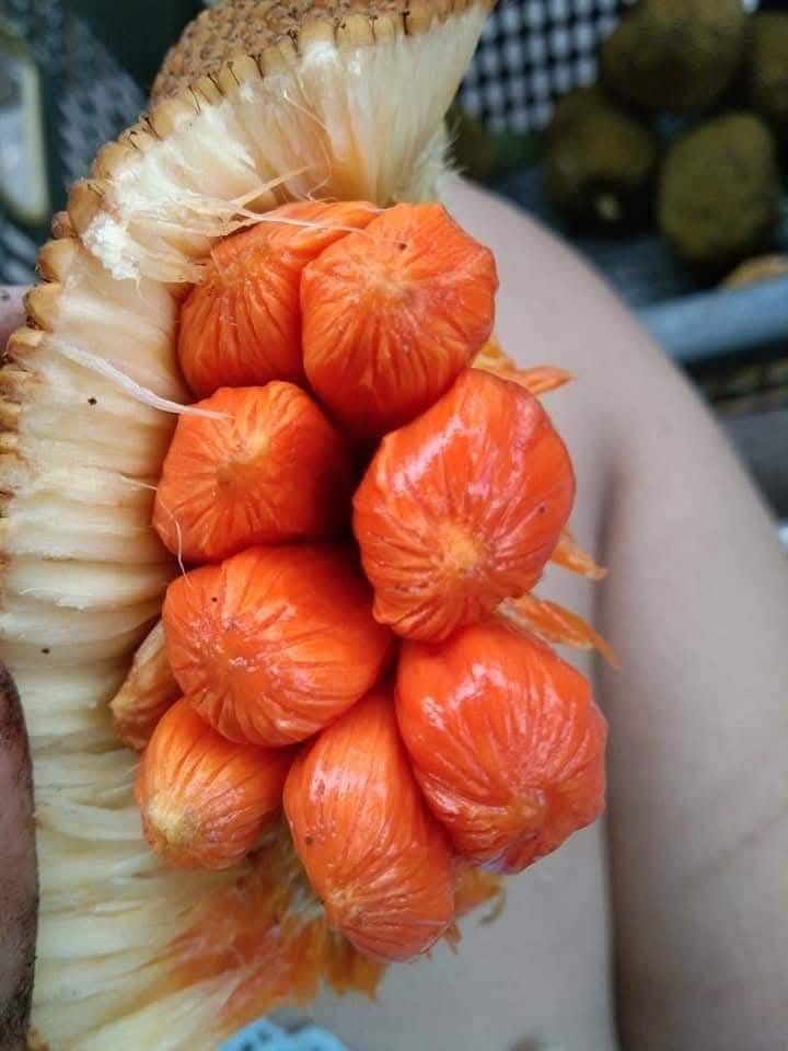 Pre Order - Keledang (Artocarpus lanceifolius) - 1 fresh seed / 1 frischer Samen