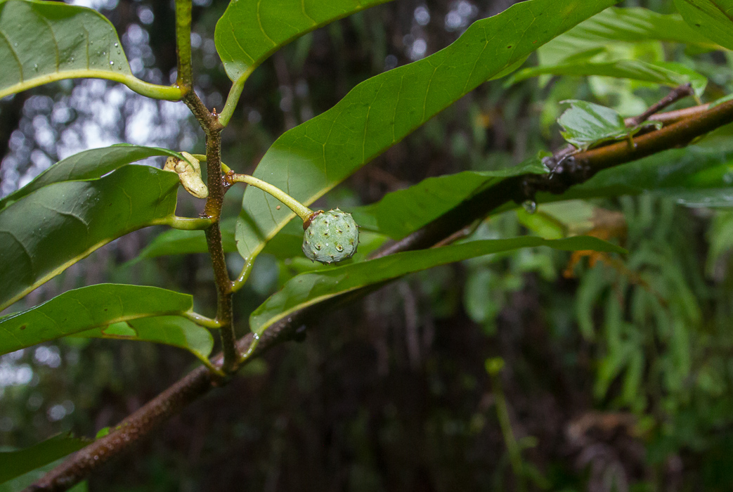 Annona exsucca - 1 fresh seed / 1 frischer Samen