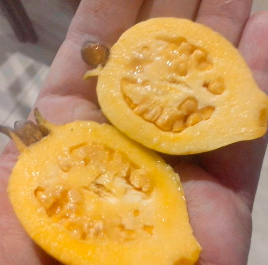 Yellow Pear Shape Guava (Psidium guajava var.) - 1 potted small plant / 1 kleine, getopfte Pflanze Yellow Pear Shape Guava (Psidium guajava var.) - 1 potted small plant / 1 kleine, getopfte Pflanze