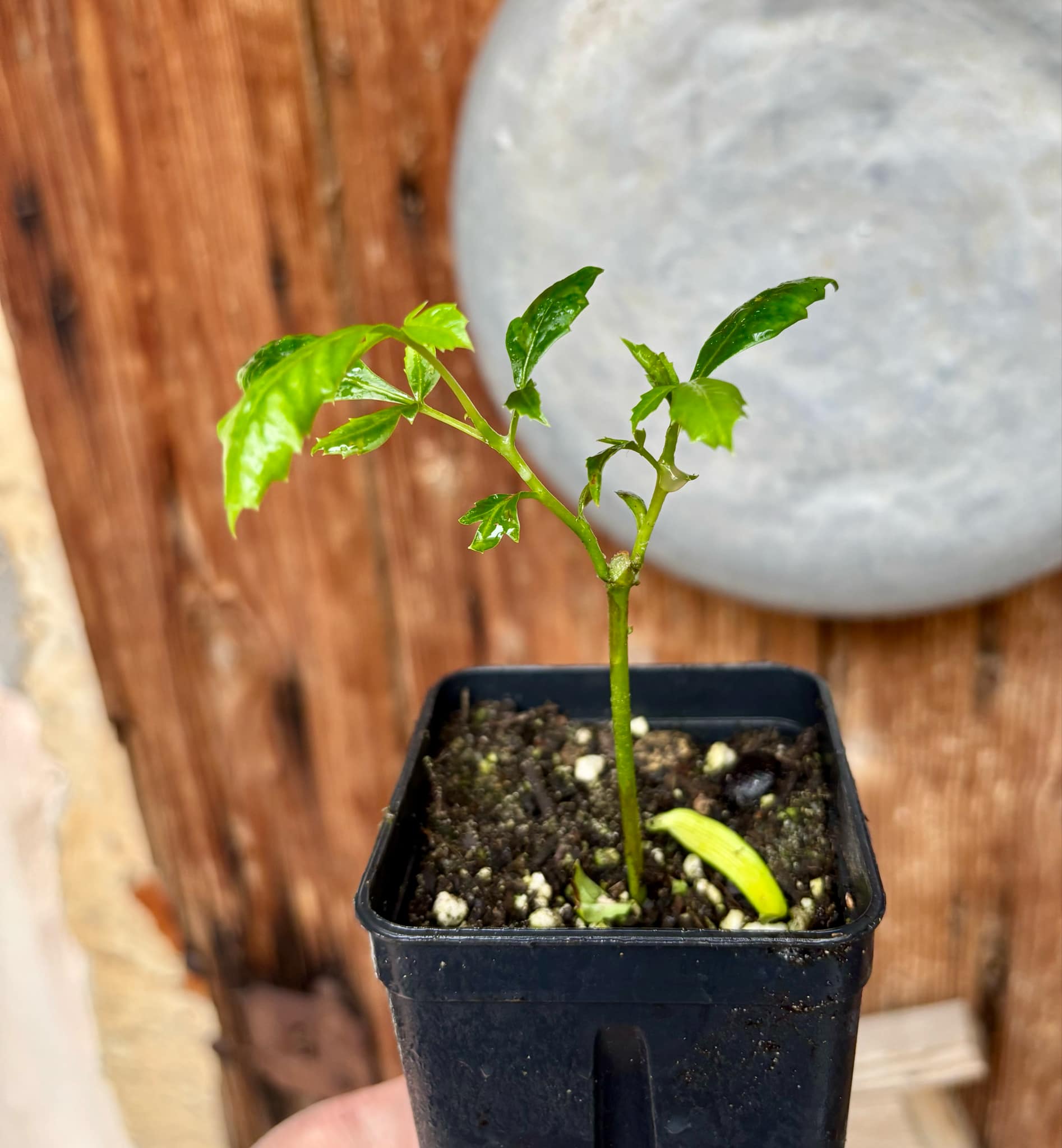 Marula (Sclerocarya birrea) -  1 small potted seedling / 1 kleiner, getopfter Sämling