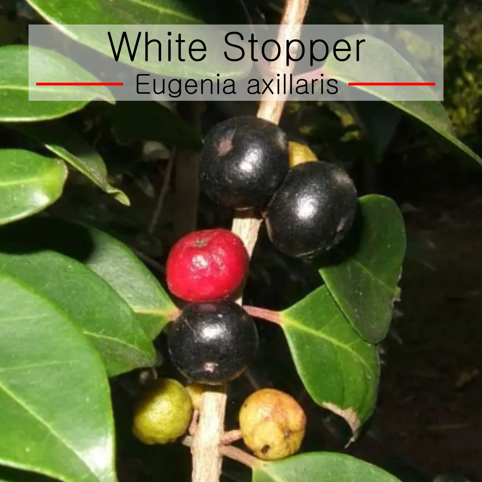  Eugenia axillaris  - White Stopper - 1 small potted seedling / 1 kleiner, getopfter Sämling