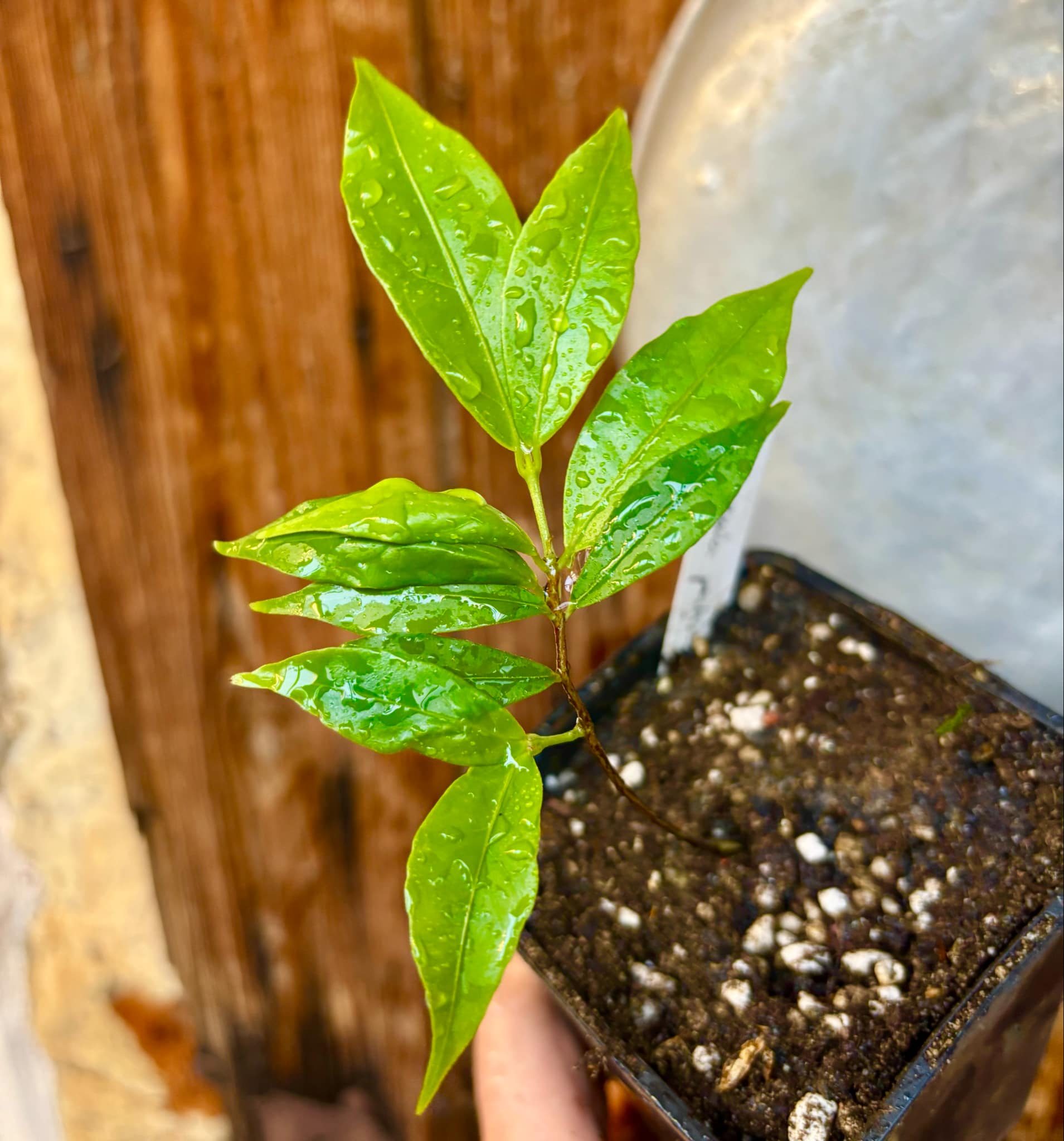 Ruby do Amazonas (Eugenia patrisii) 1 potted seedling / 1 getopfter Sämling