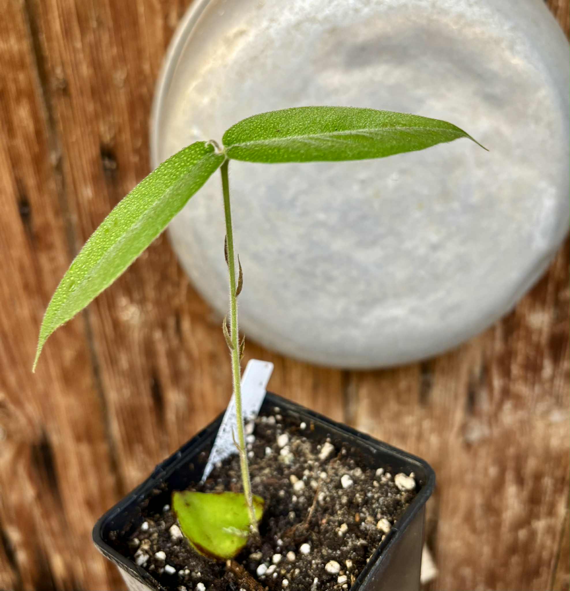 Cambucá-de-calo - (Plinia callosa) -  1 potted seedling / 1 getopfter Sämling