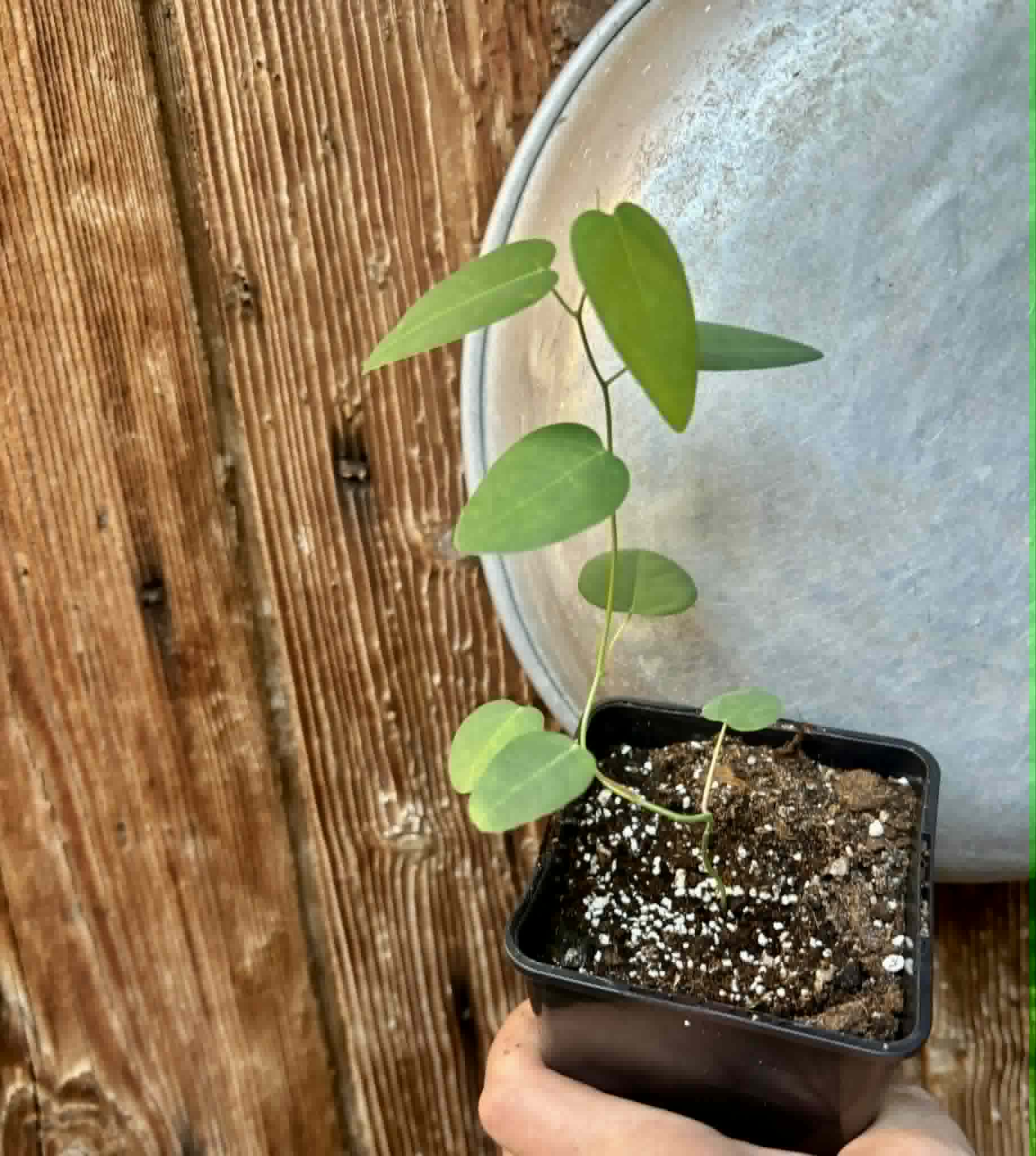 Passiflora silvestris - 1 potted seedling / 1 getopfter Sämling