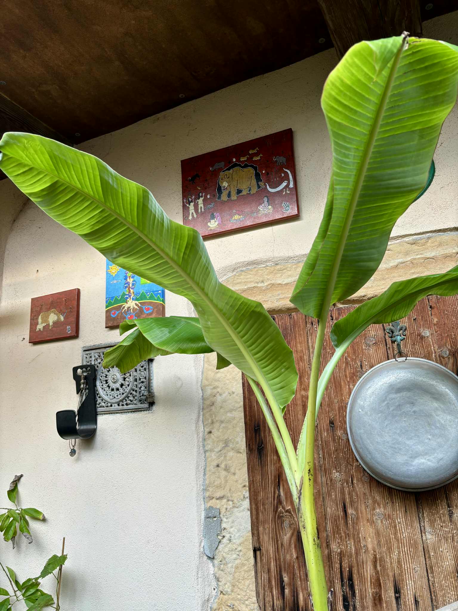 1000 Finger Banana (Musa chiliocarpa) - 1 potted plant / 1 getopfte Pflanze