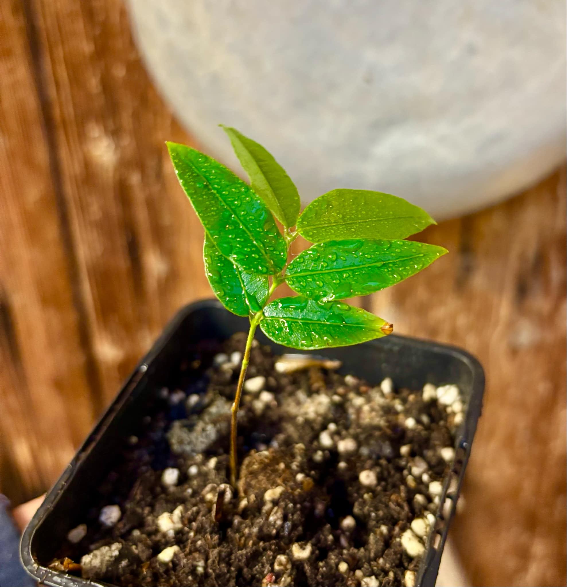 Myrciaria sp Jaboticaba - 1 potted plant / 1 getopfte Pflanze