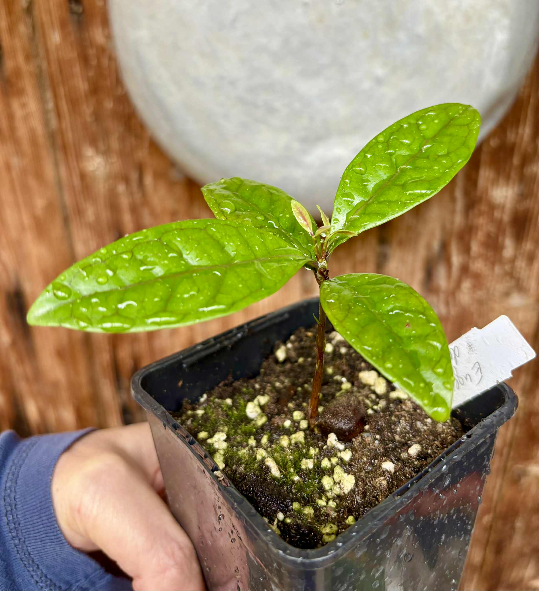 Eugenia sp de Talo -  1 potted seedling / 1 getopfter Sämling