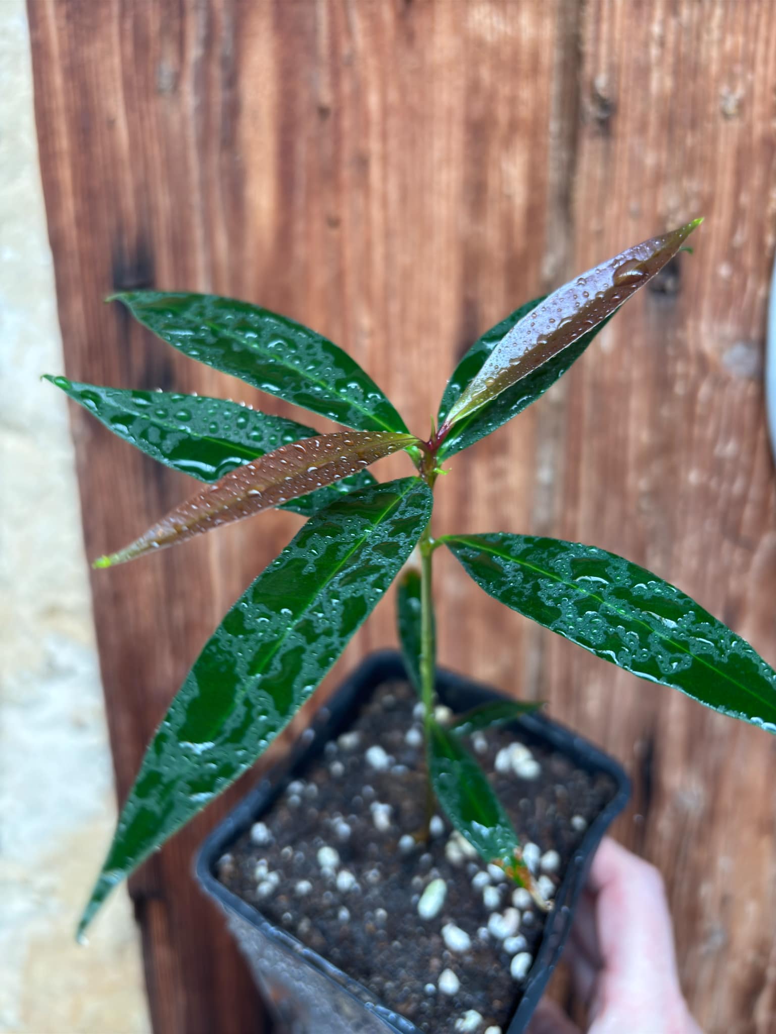 Eugenia sp Jambo da Mata -  1  potted seedling / 1 getopfter Sämling