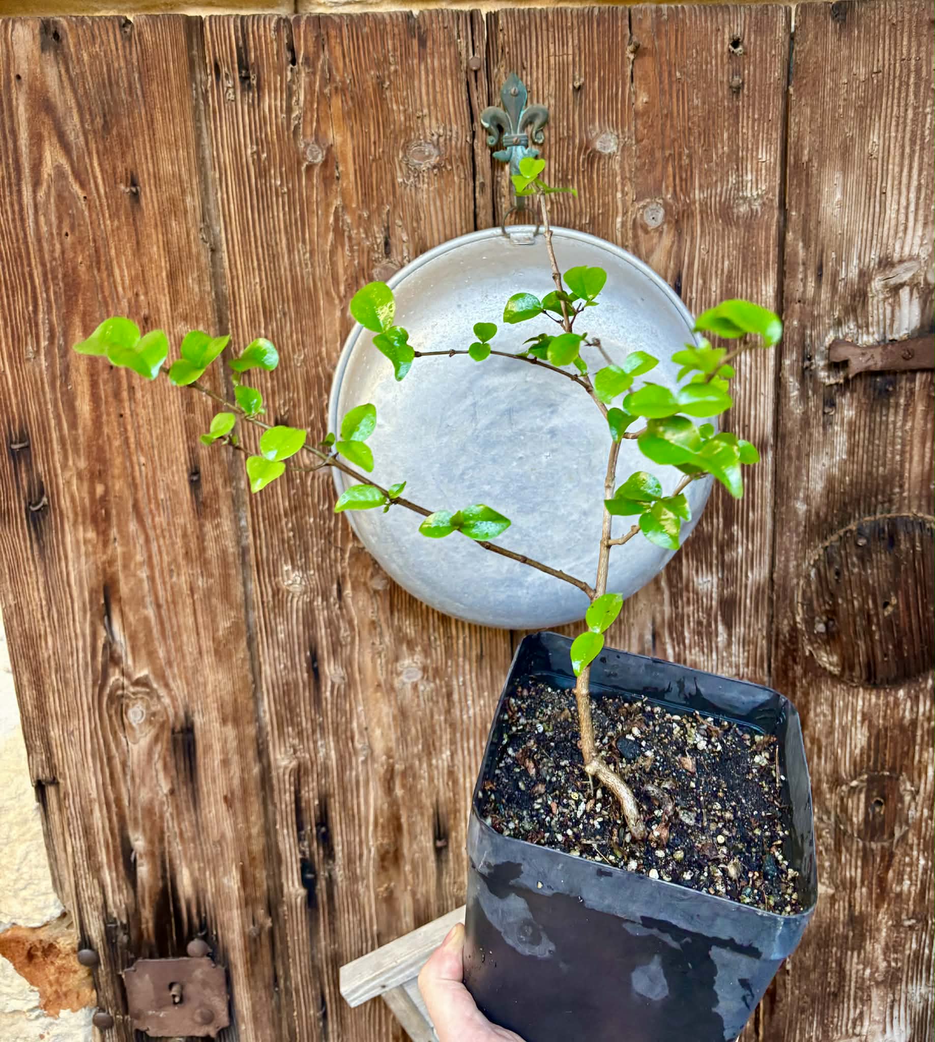 Eugenia uniflora var. Colombia - 1 potted plant / 1 getopfte Pflanze