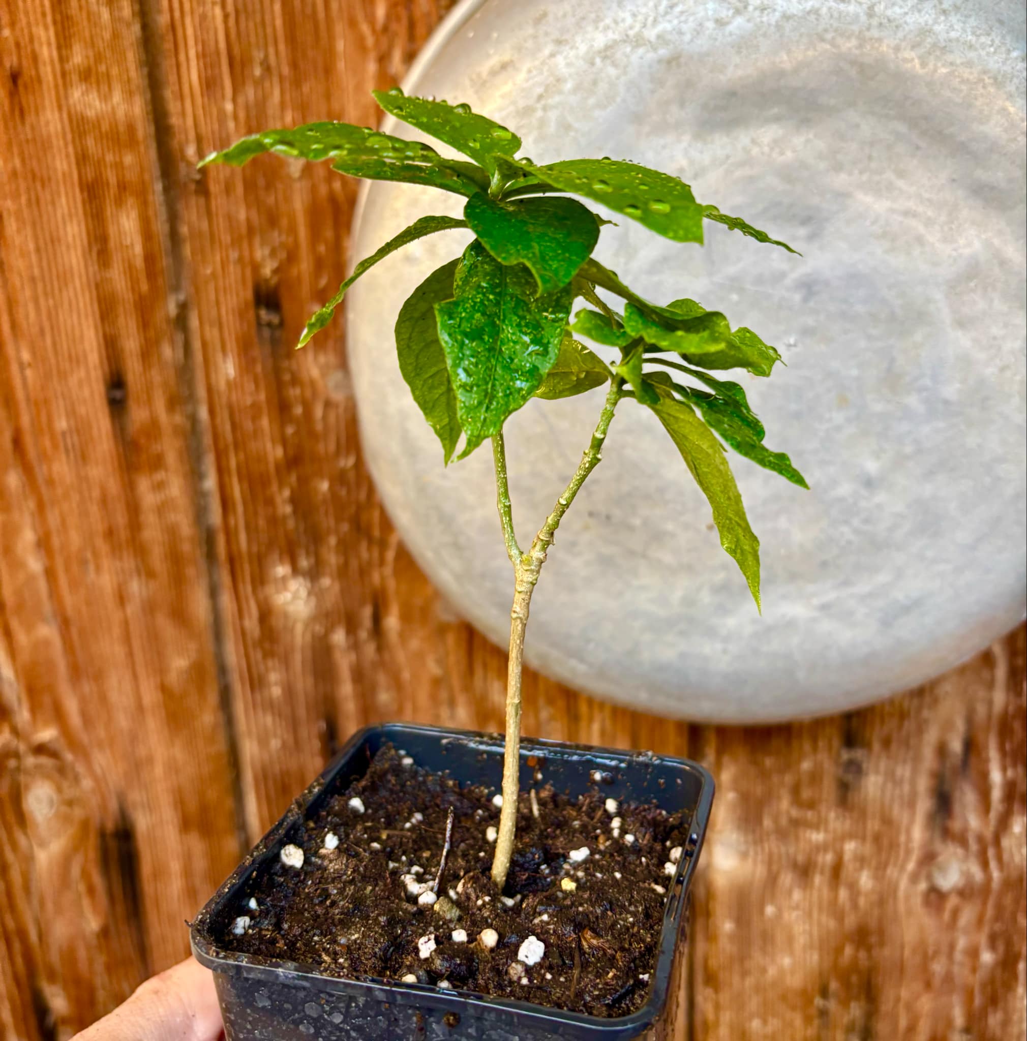 Peanutbutter Fruit (Bunchosia glandulifera) - 1 potted plant / 1 getopfte Pflanze