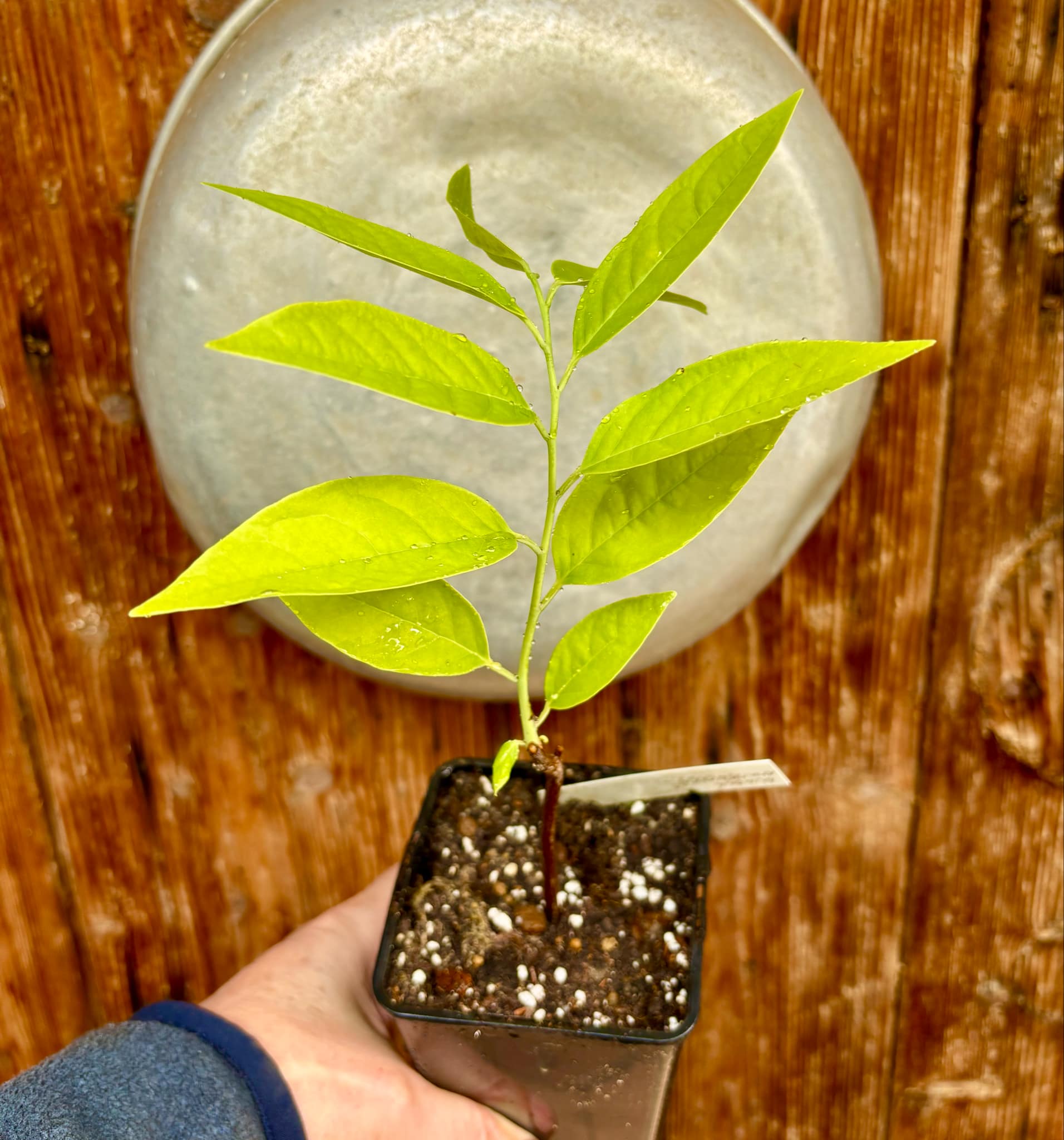 Annona cacans  - 1 potted plant / 1 getopfte Pflanze