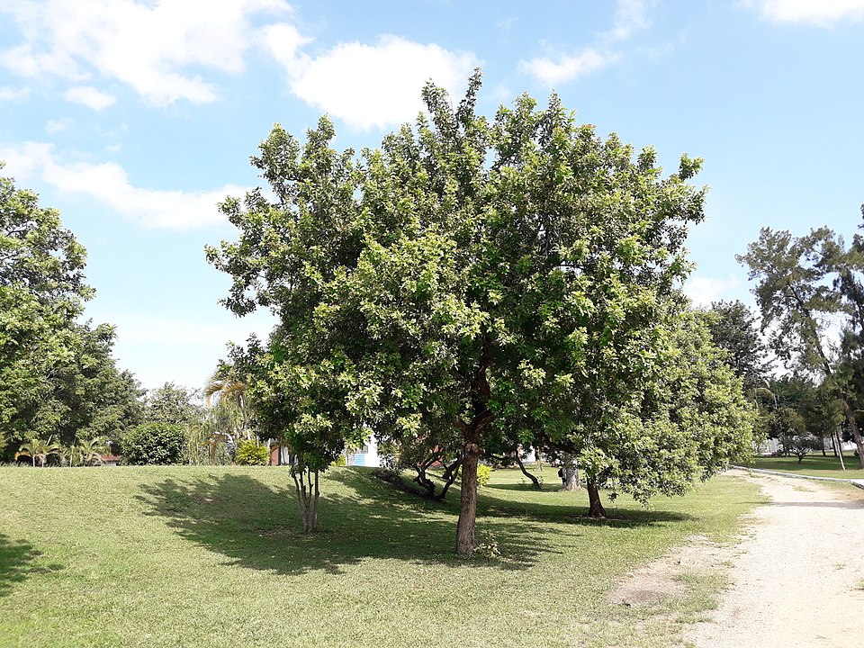 Brazilian Peppertree (Schinus terebinthifolia) - 10 frische Samen / 10 fresh seeds