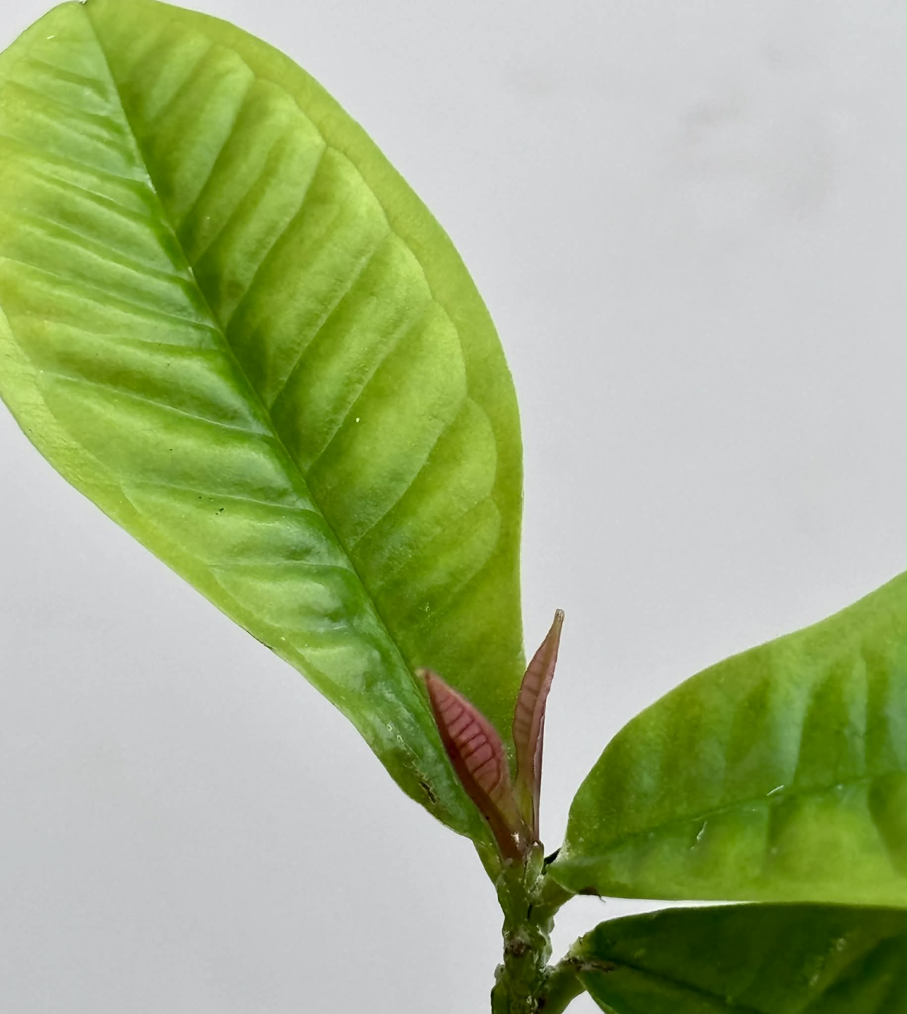 Gowok (Syzygium polycephalum) - 1 potted seedling / 1 getopfter Sämling 