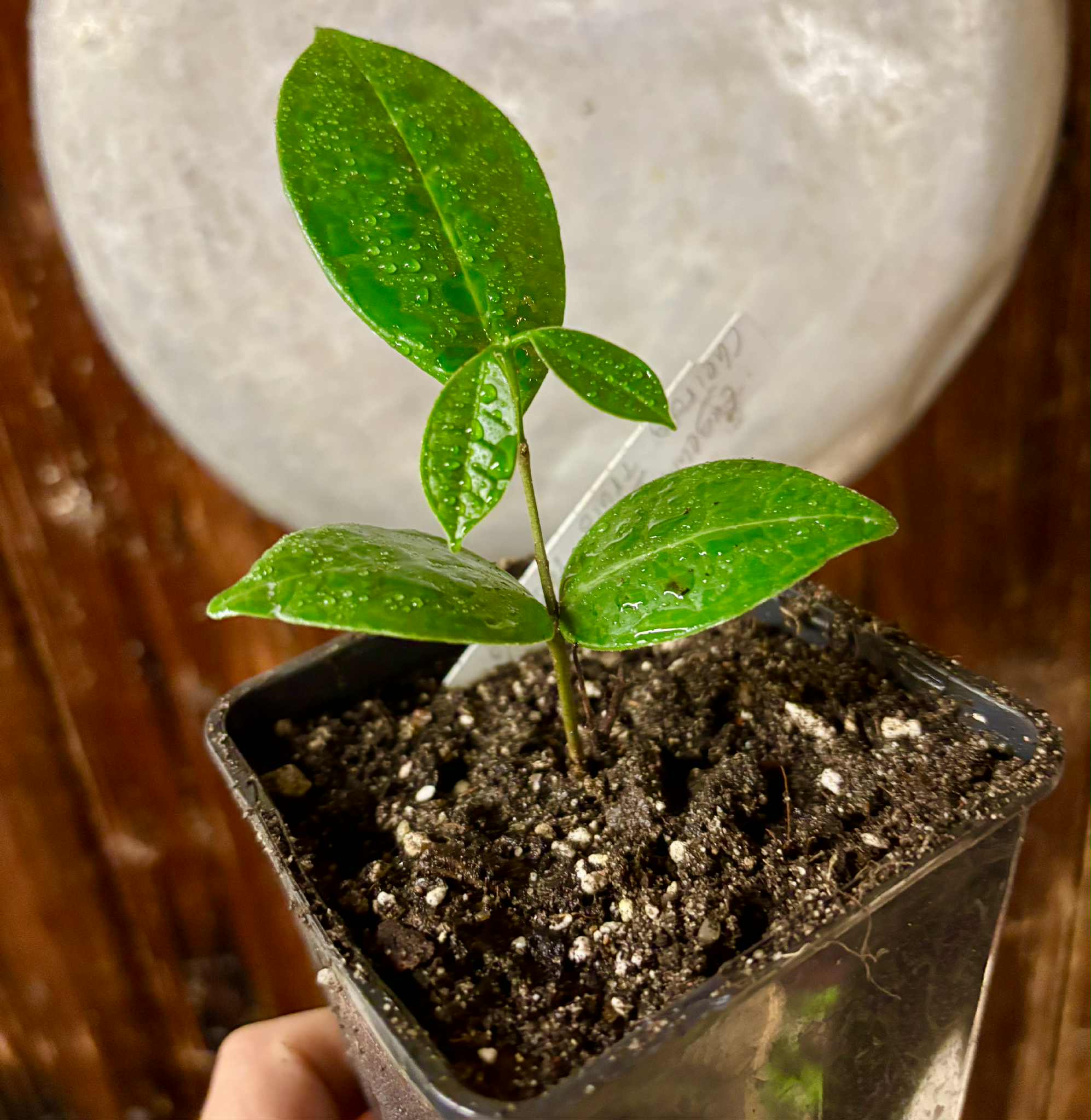 Eugenia sp Cheirosa Fruto Passado - 1 potted seedling / 1 getopfter Sämling Eugenia sp Cheirosa Fruto Passado - 1 potted seedling / 1 getopfter Sämling