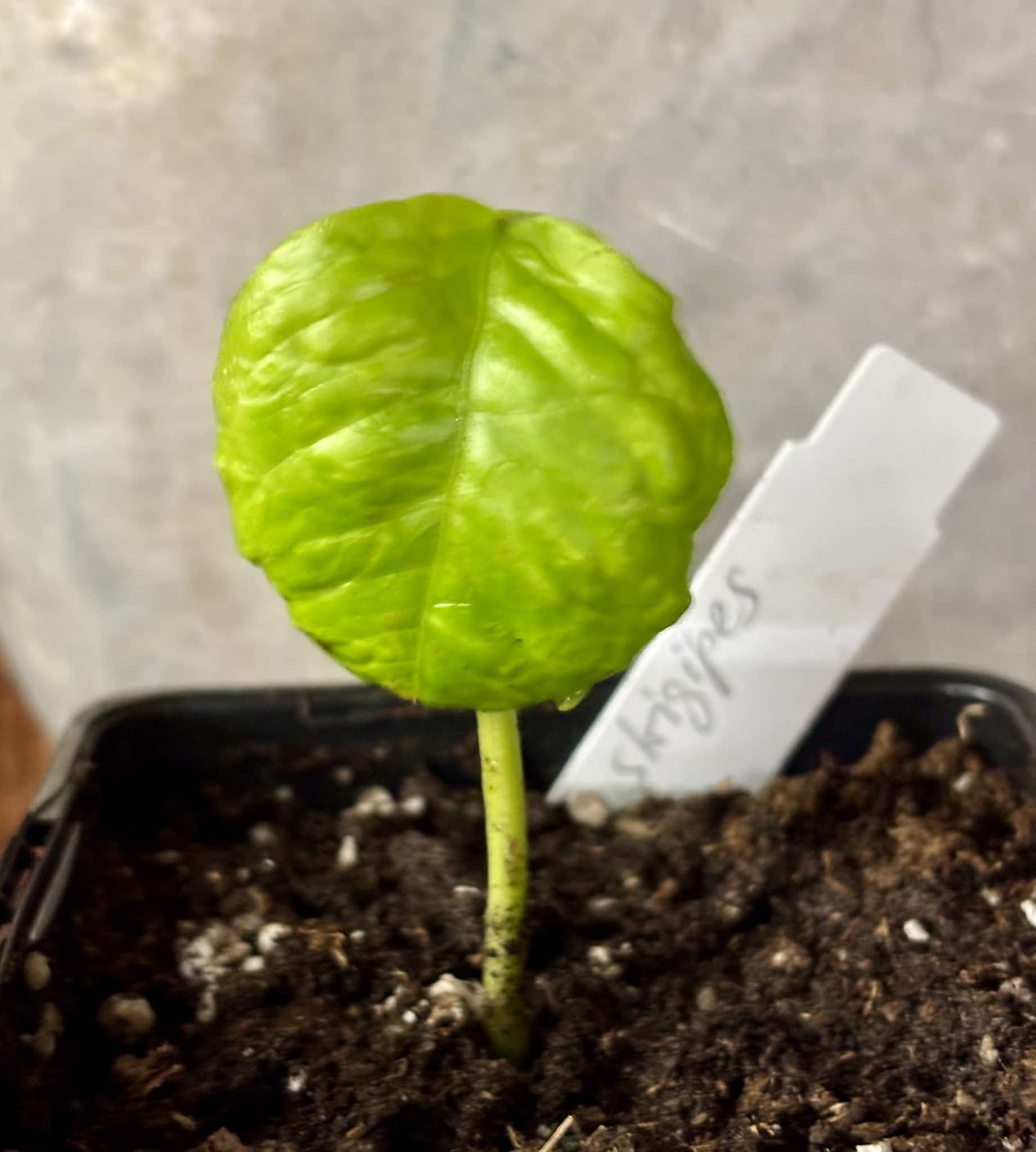Guaporanga - Myrcia strigipes syn. Marliera tomentosa - 1 small potted seedling / 1 kleiner, getopfter Sämling Guaporanga - Myrcia strigipes syn. Marliera tomentosa - 1 small potted seedling / 1 kleiner, getopfter Sämling