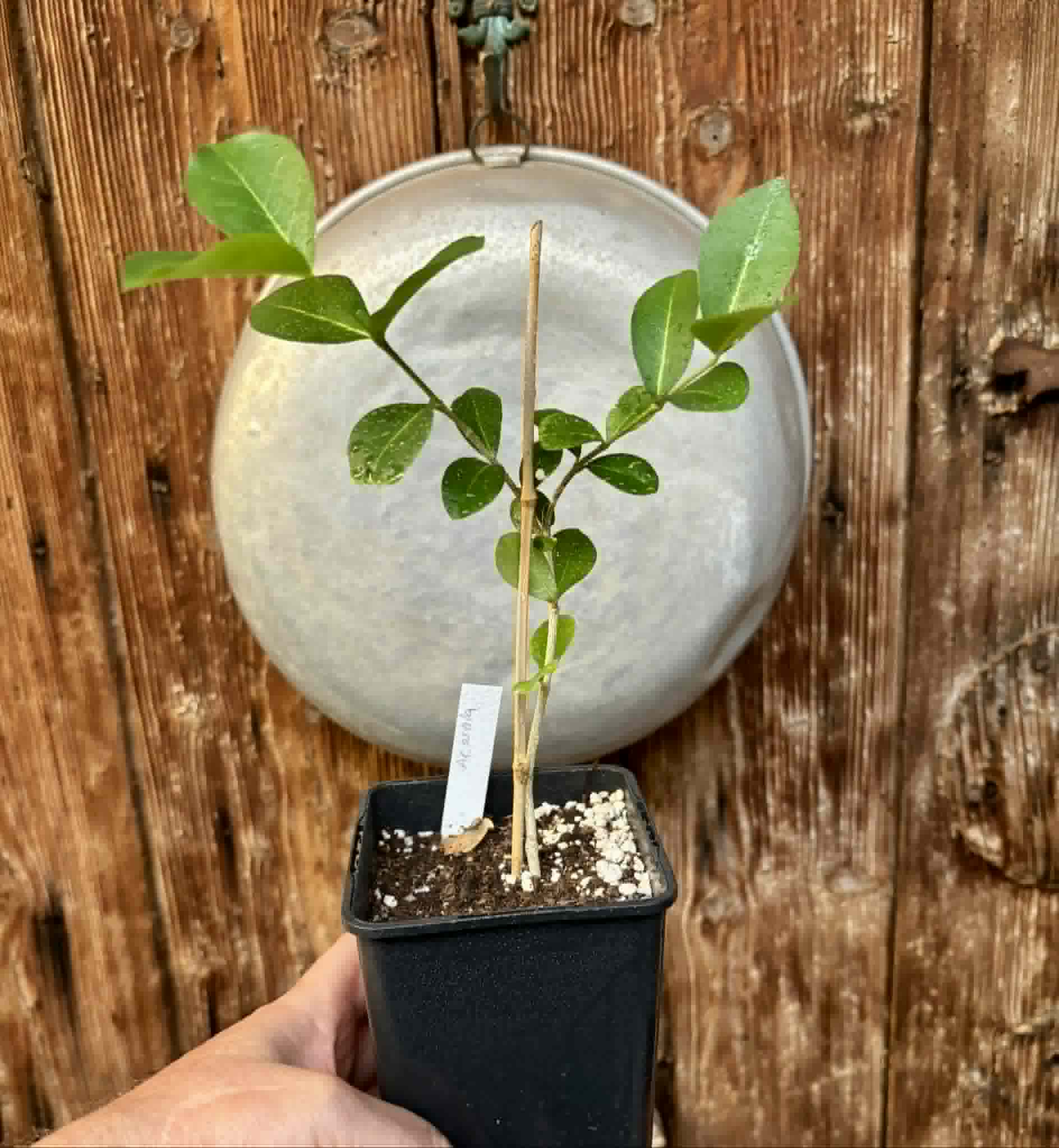 Acerola (Malpighia glabra) - 1 potted seedling / 1 getopfter Sämling