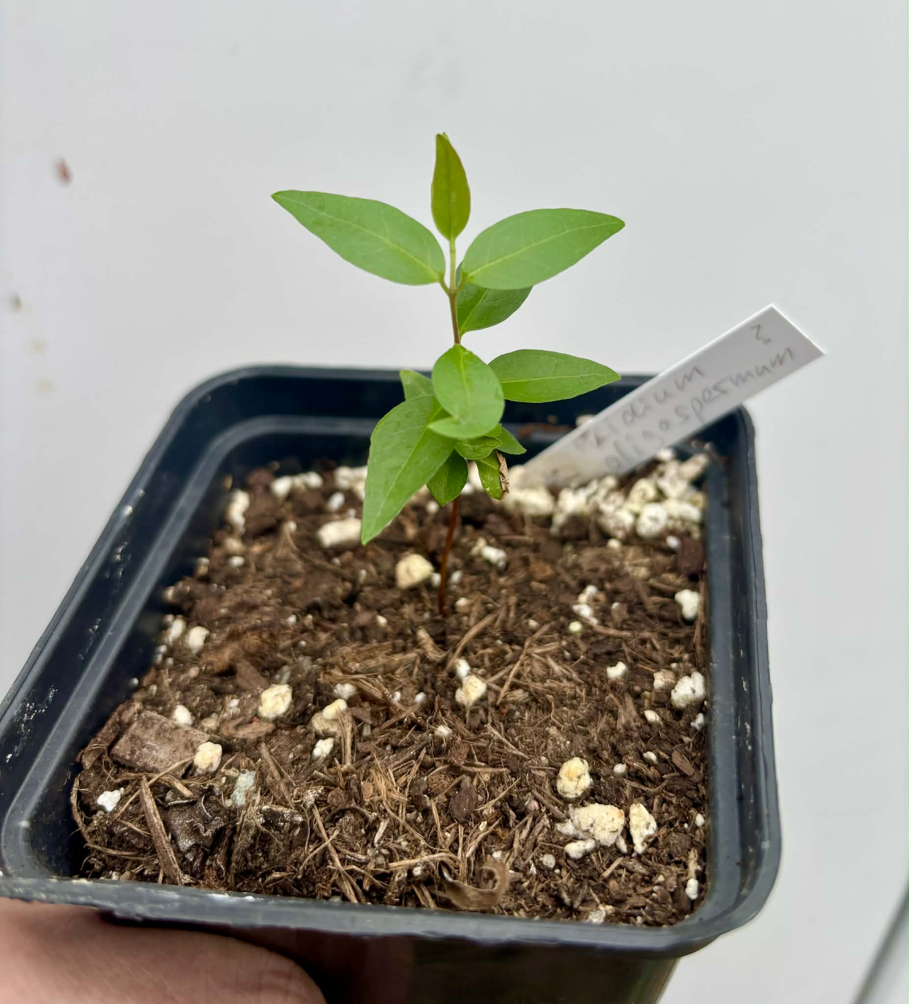 Guayabita (Psidium oligospermum) - 1 potted seedling / 1 getopfter Sämling