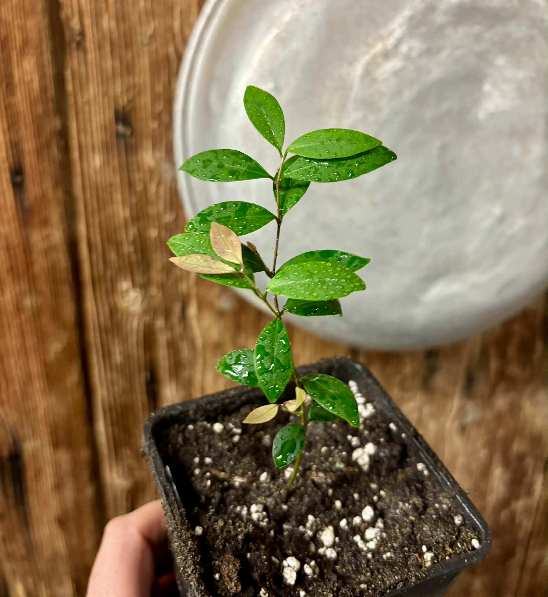 Eugenia sp Uvitas -  1 small potted seedling / 1 kleiner, getopfter Sämling