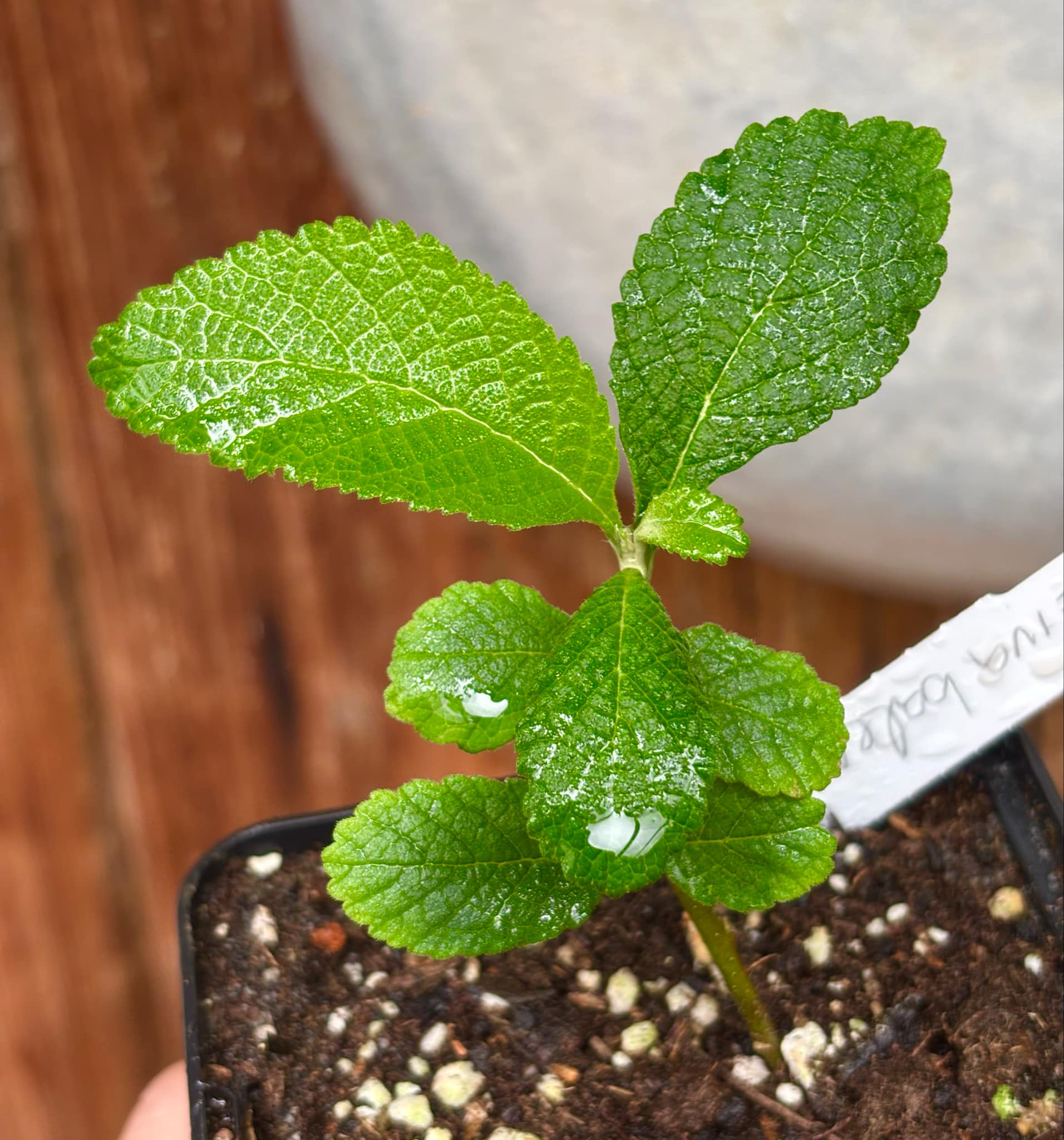 Erva baleeira  (Cordia verbenacia) - 1 potted plant / 1 getopfte Pflanze