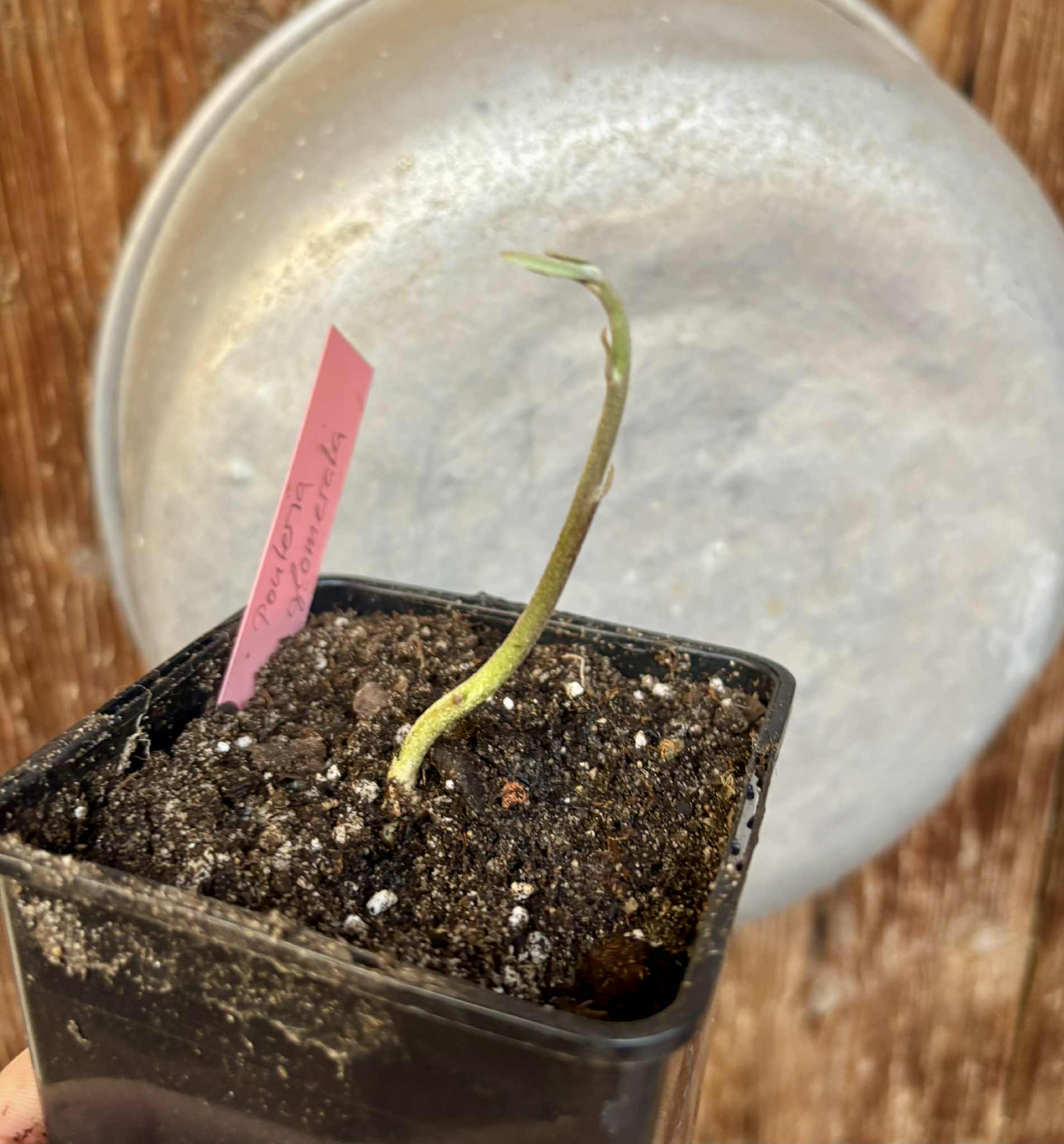 Pouteria glomerata - 1 potted seedling / 1 getopfter Sämling