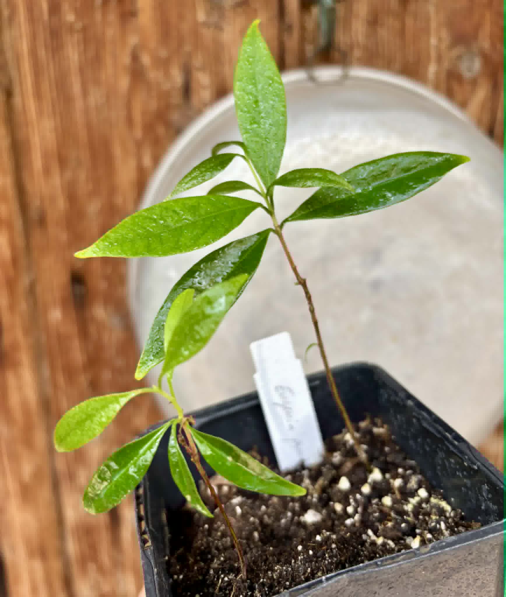 2 in 1 pot - Eugenia punicifolia - 2 seedlings in one pot / 2 Sämlinge in einem Topf