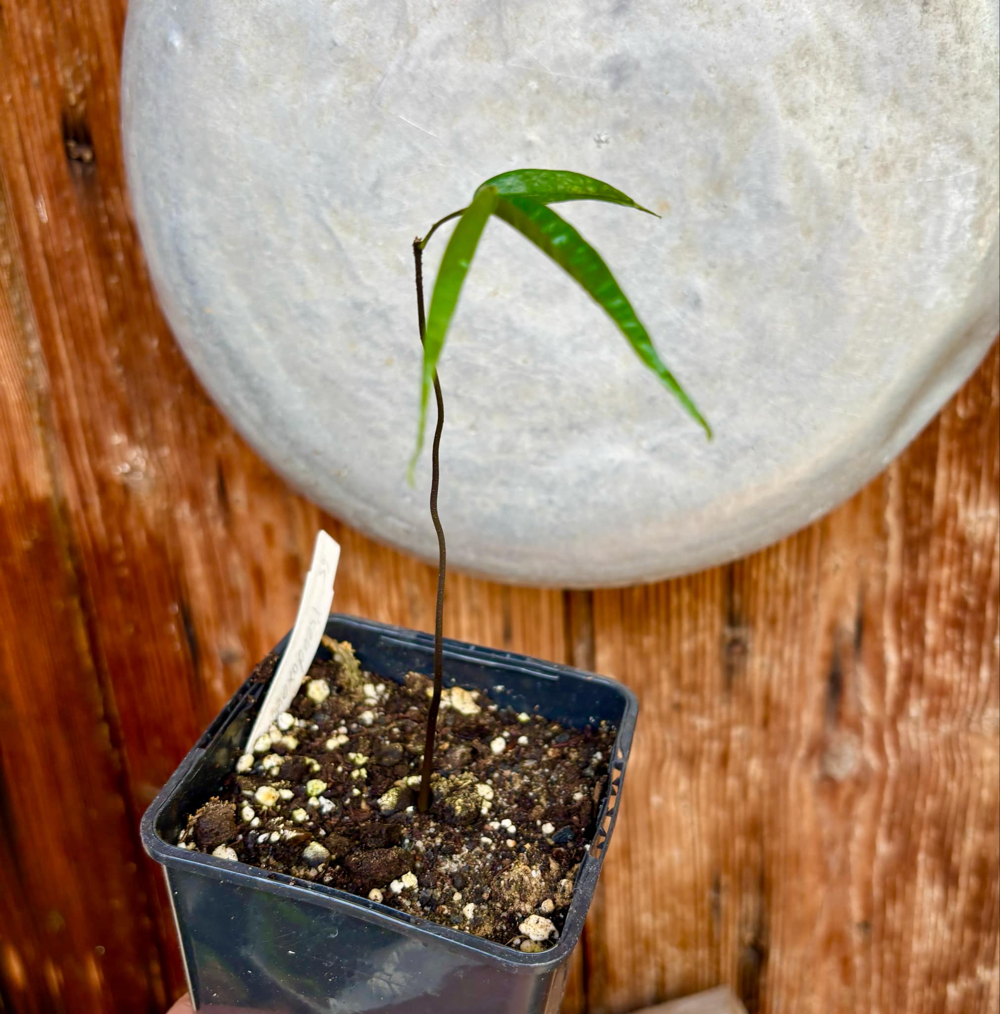 Pseudoxandra bahiensis - 1 small potted seedling / 1 kleiner, getopfter Sämling