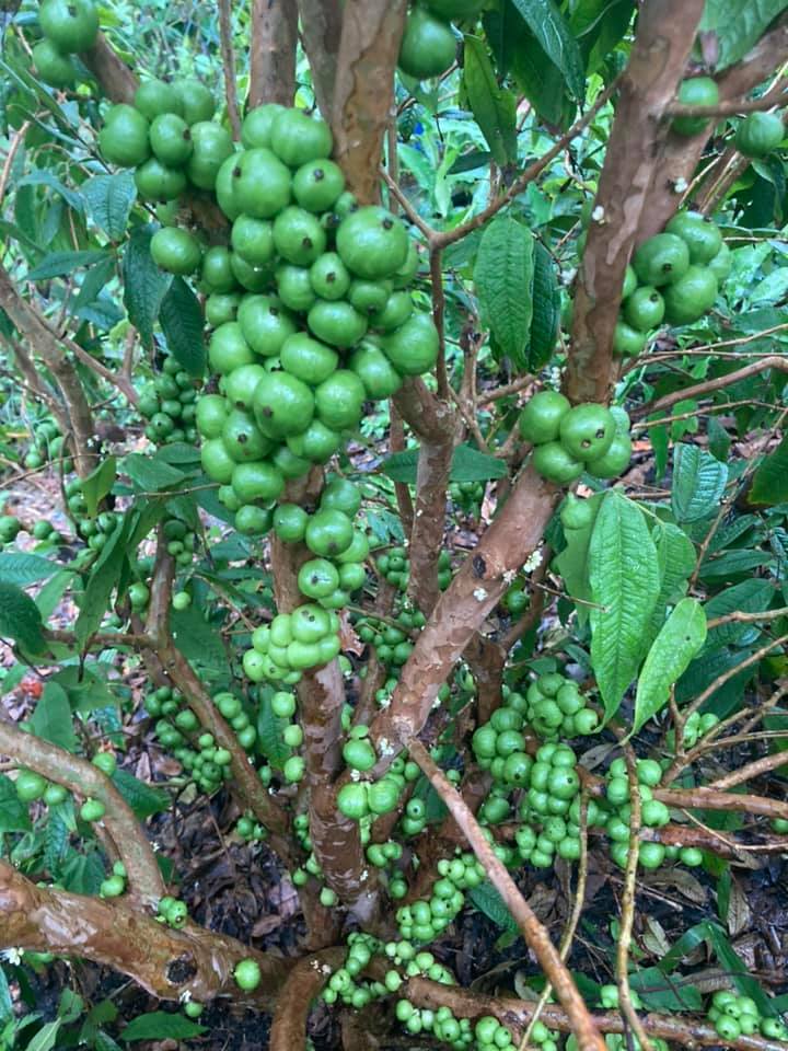 Plinia aureana - 1 fresh seed / 1 frischer Samen